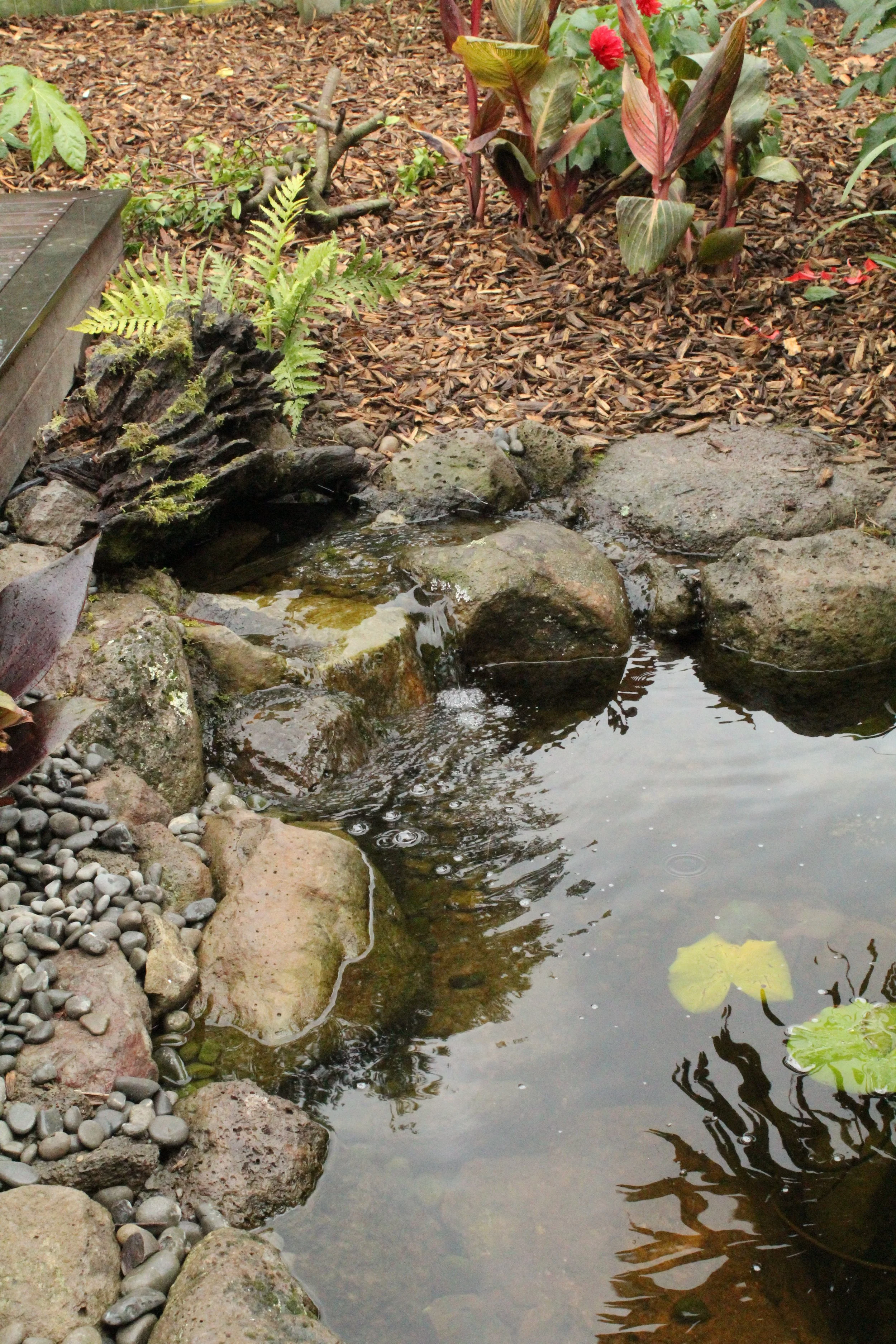 Natural rock-edged pond with clear water and a floating water lily leaf