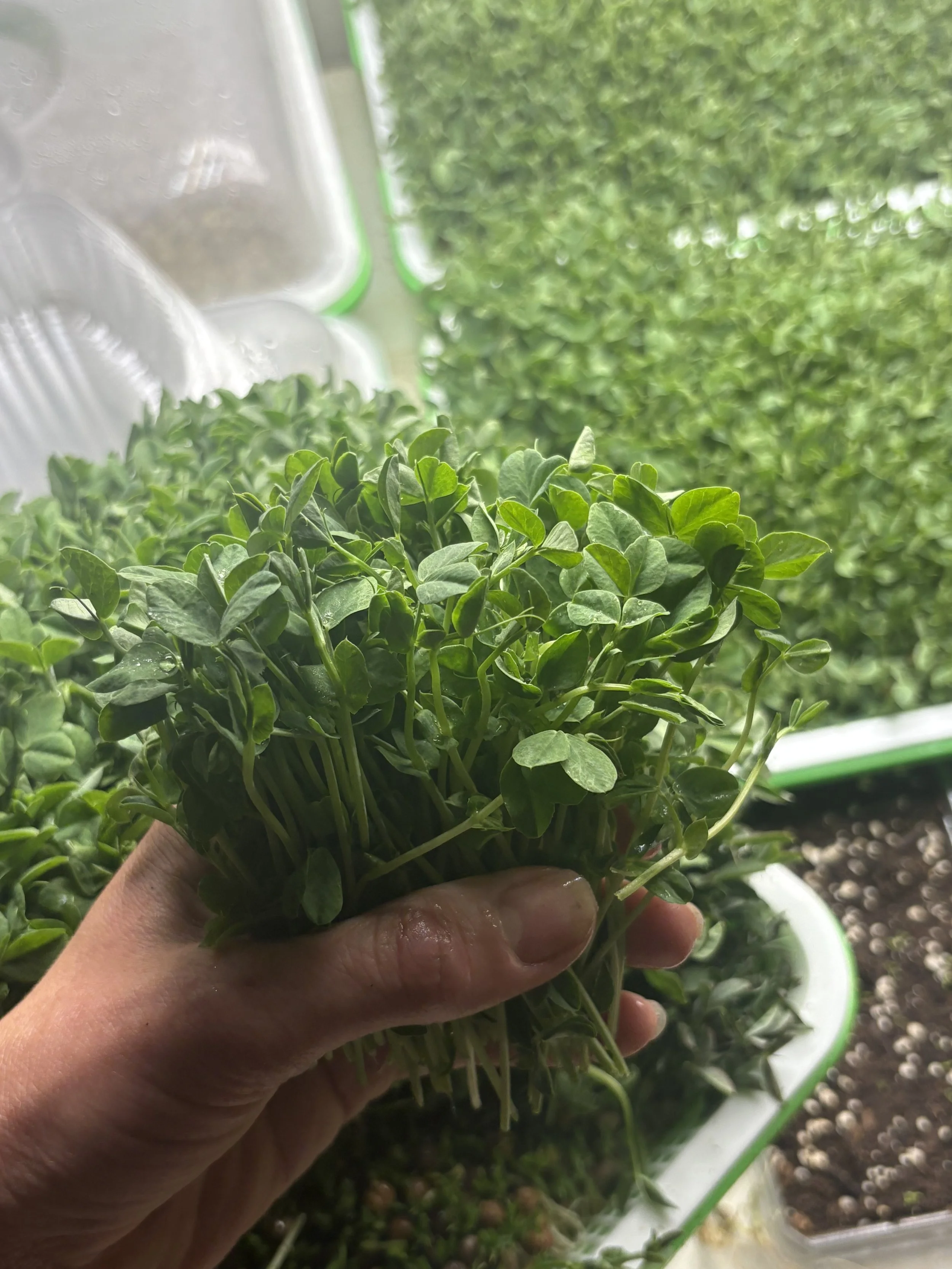 Double microgreen (or sprouts) add on