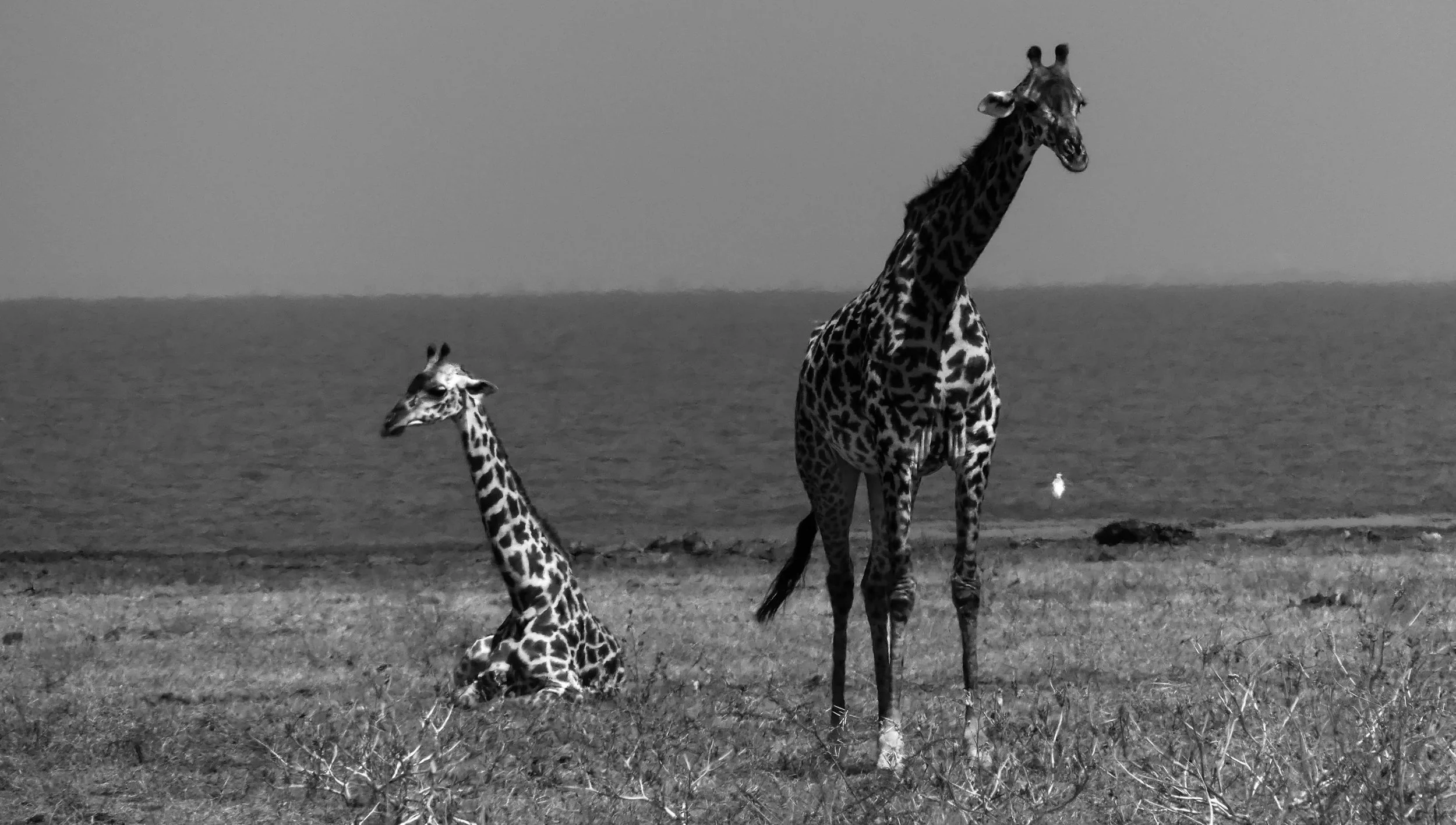 Africa 7.jpg