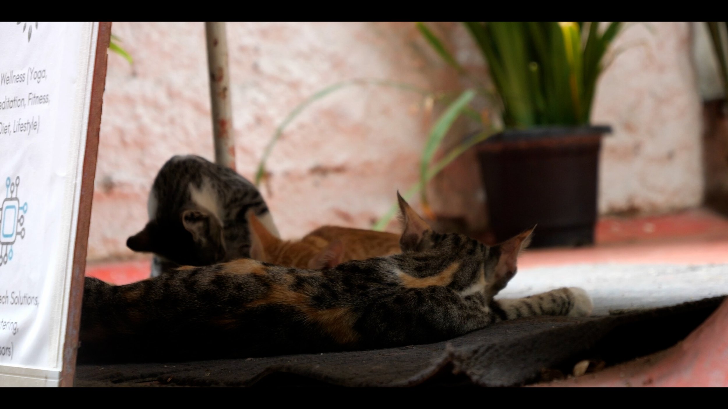 Sequence 01.00_00_38_10.Still003.jpg