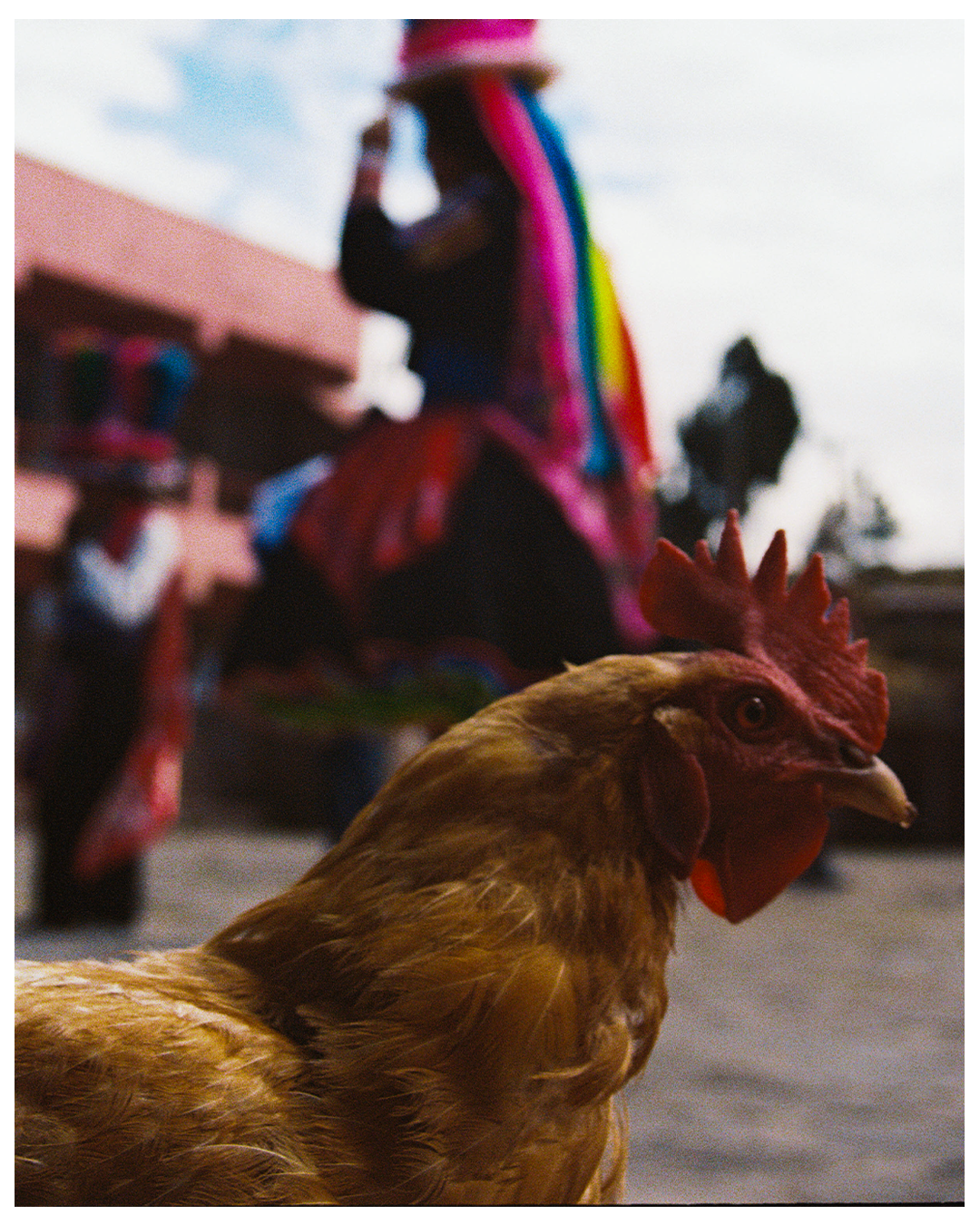 CHICKEN VERTICAL BORDER.png