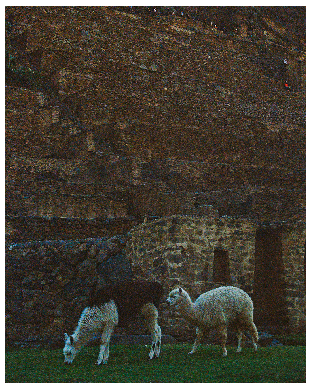 LLAMAS VERTICAL BORDER.png