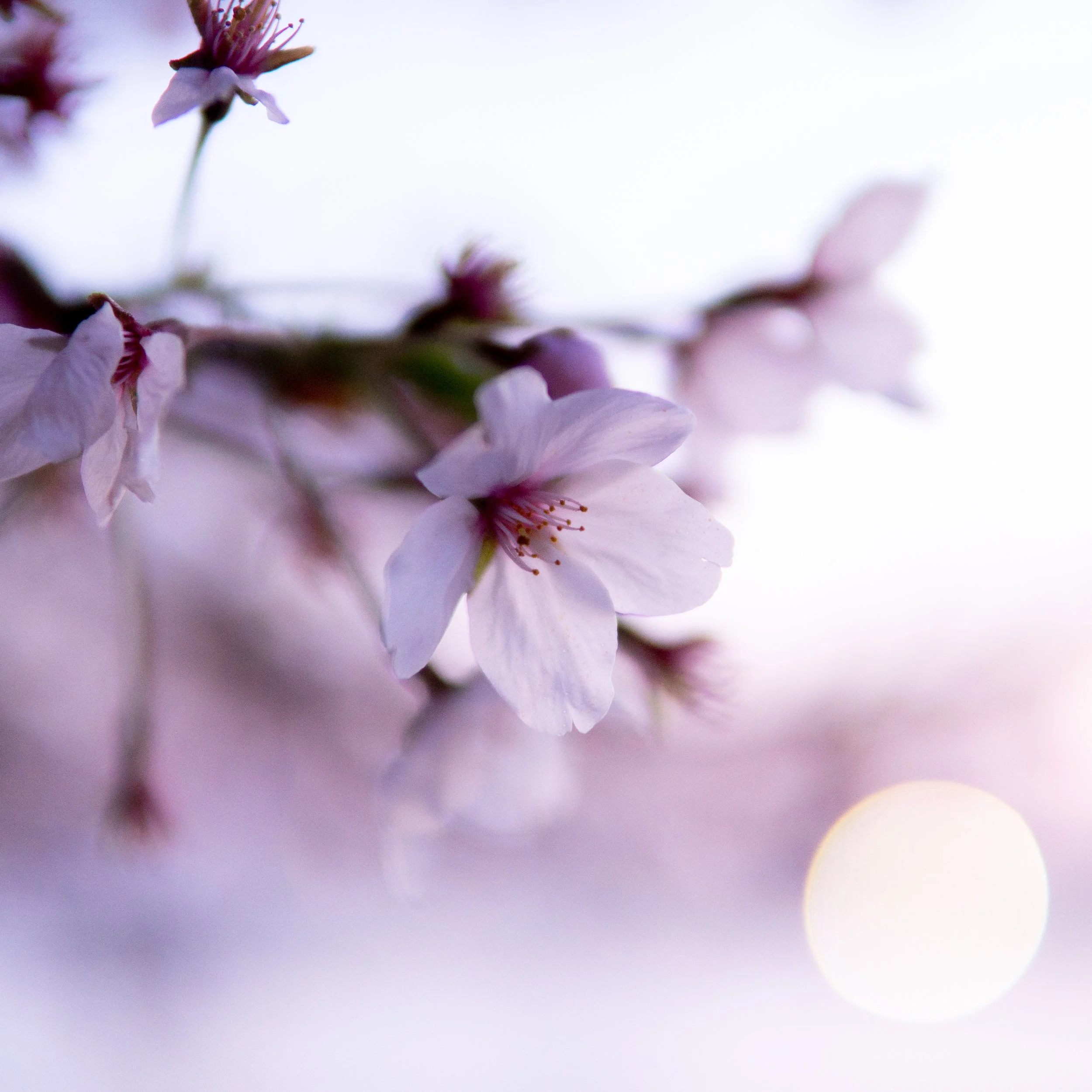 2018-04-14_Cherry_Blossom_Festival-26.jpg