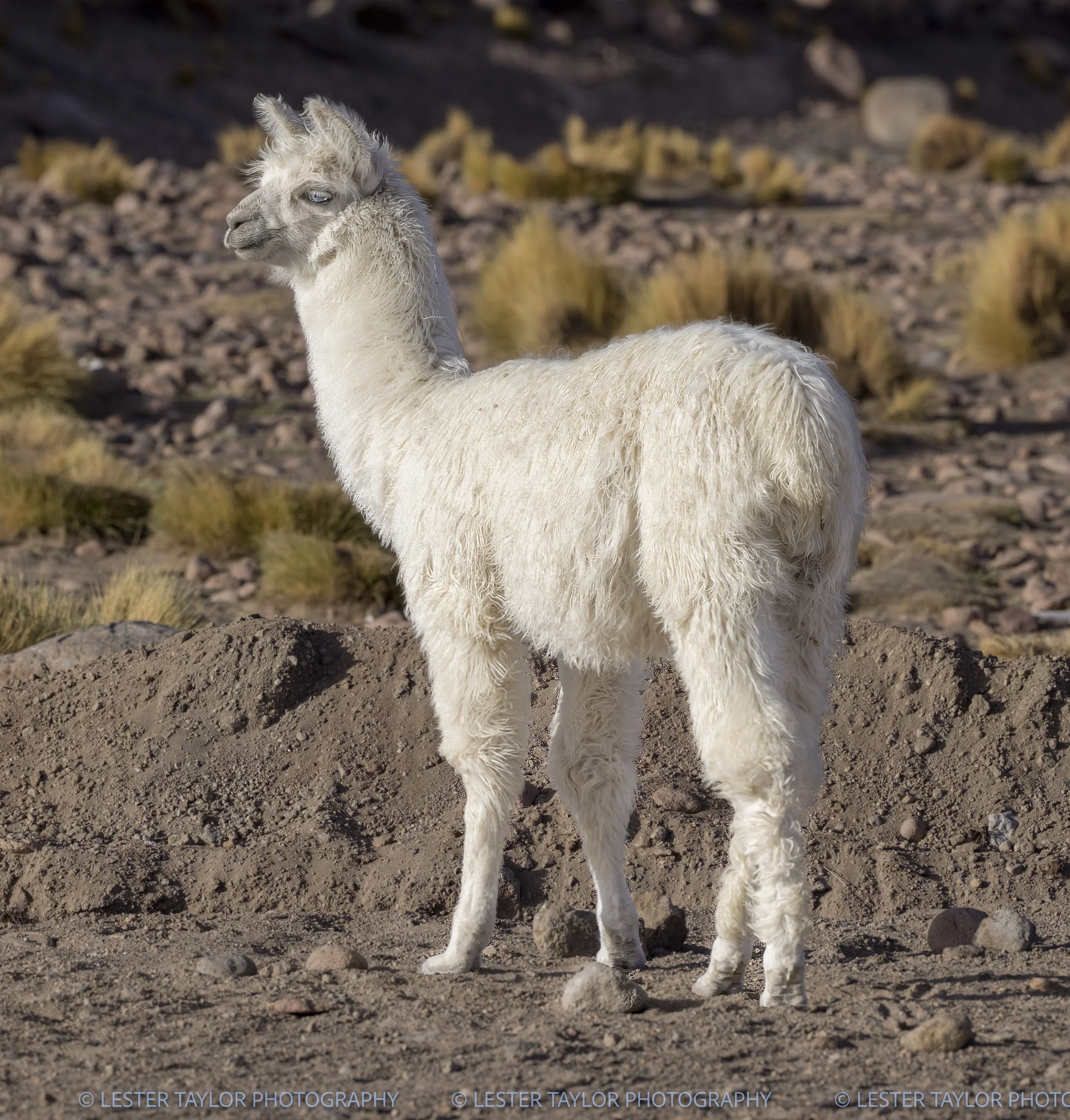 Chile and Bolivia web photos-13.jpg