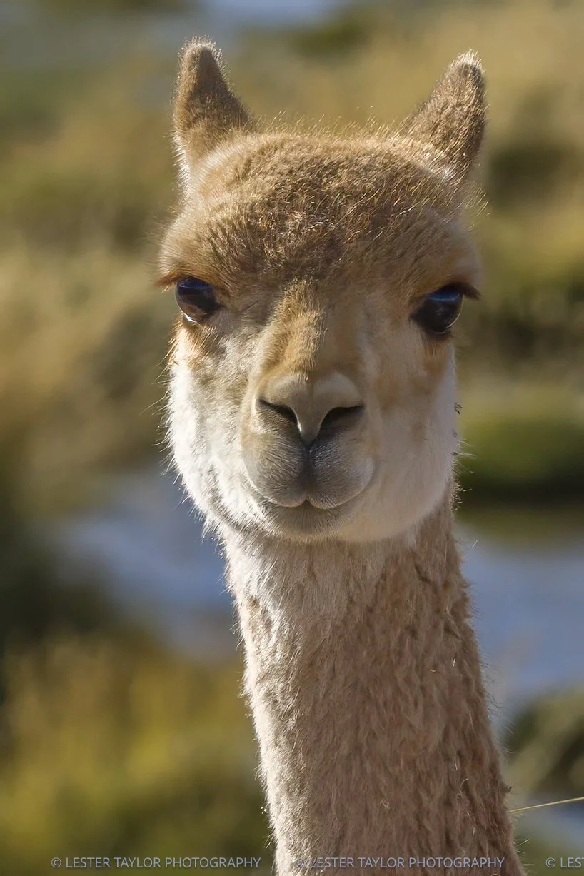 Chile and Bolivia web photos-9.jpg