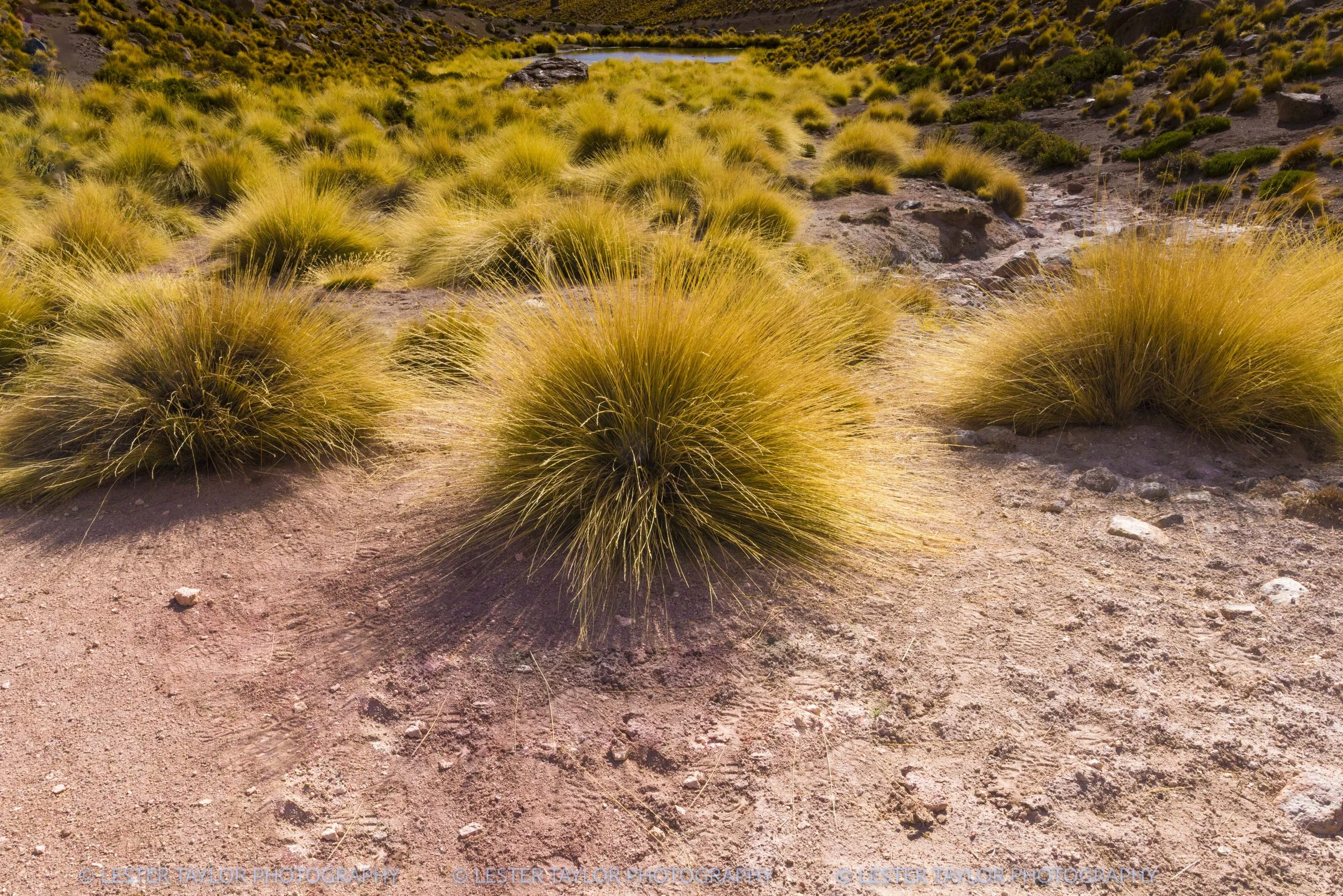 Chile and Bolivia web photos-8.jpg