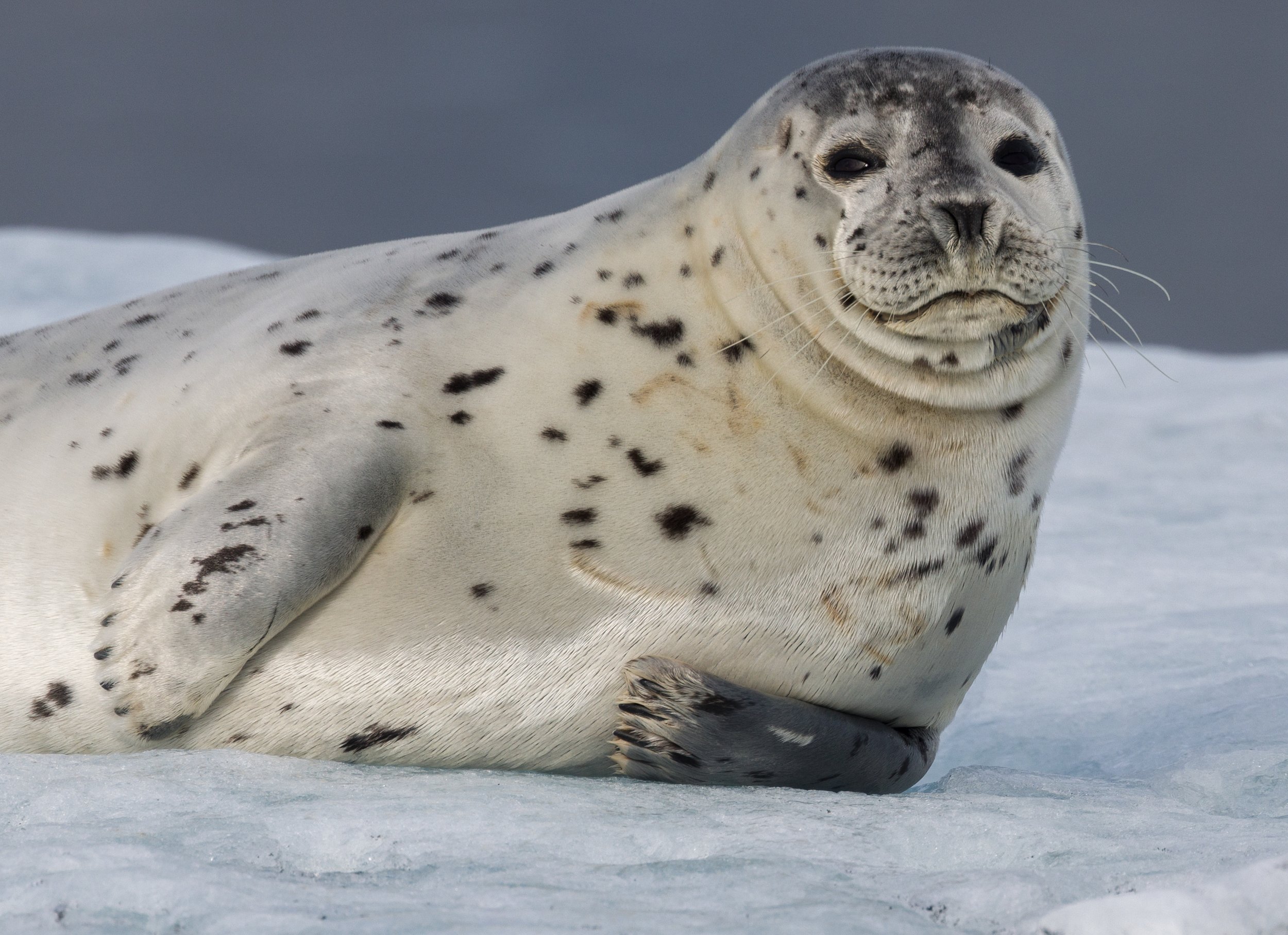 Iceland web-39.jpg