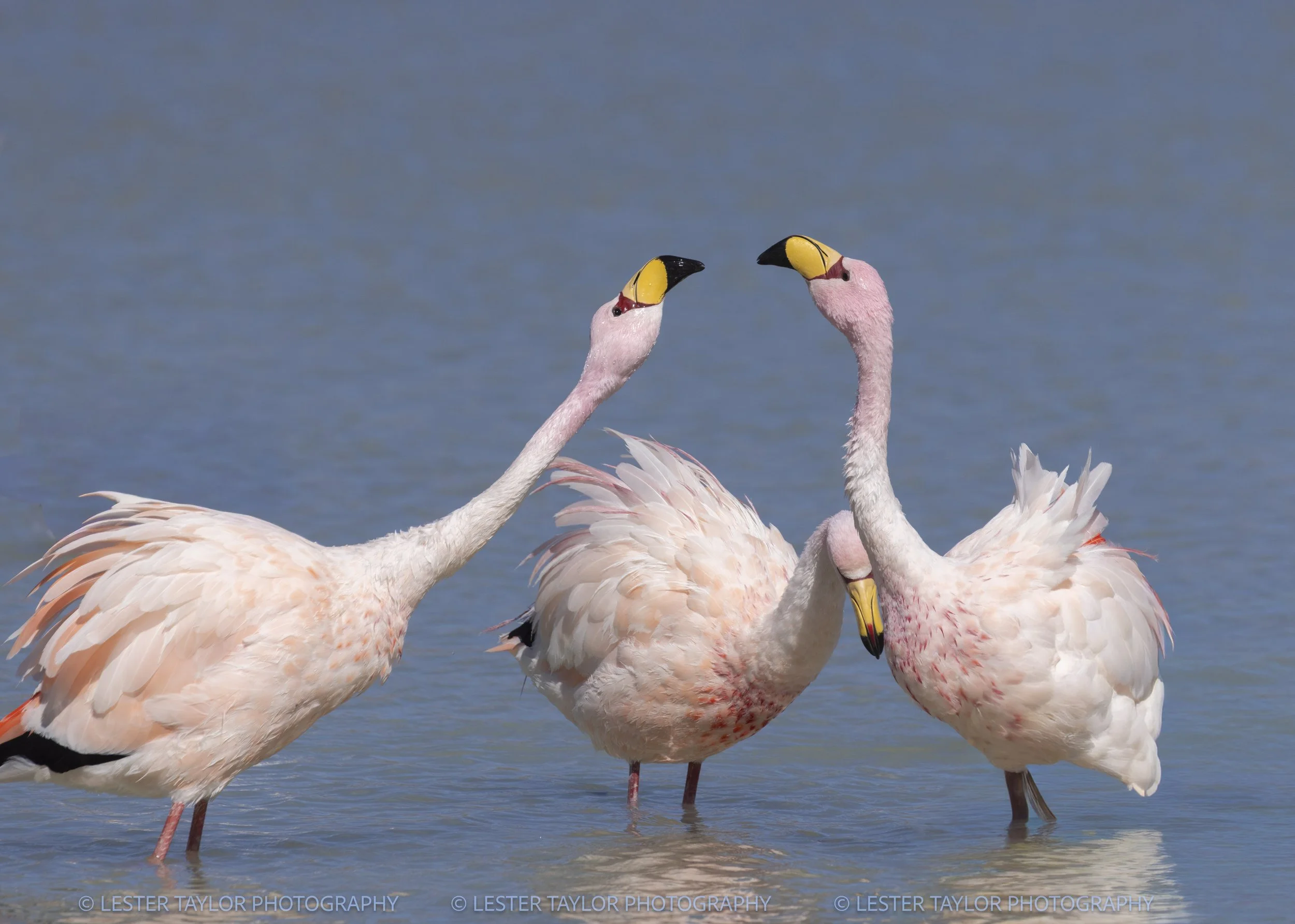 Chile and Bolivia web photos-17.jpg