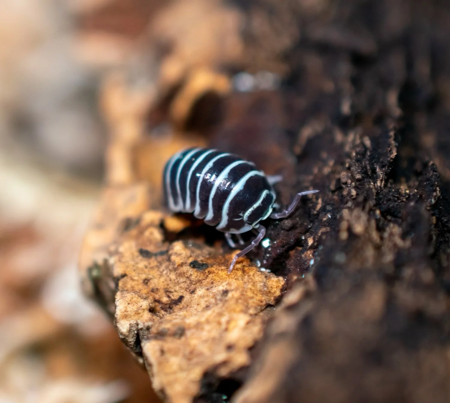 Creepy crawlys-7.jpeg