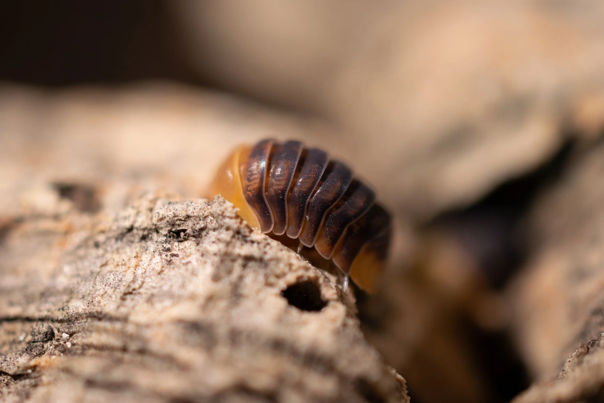 Creepy crawlys-6.jpeg