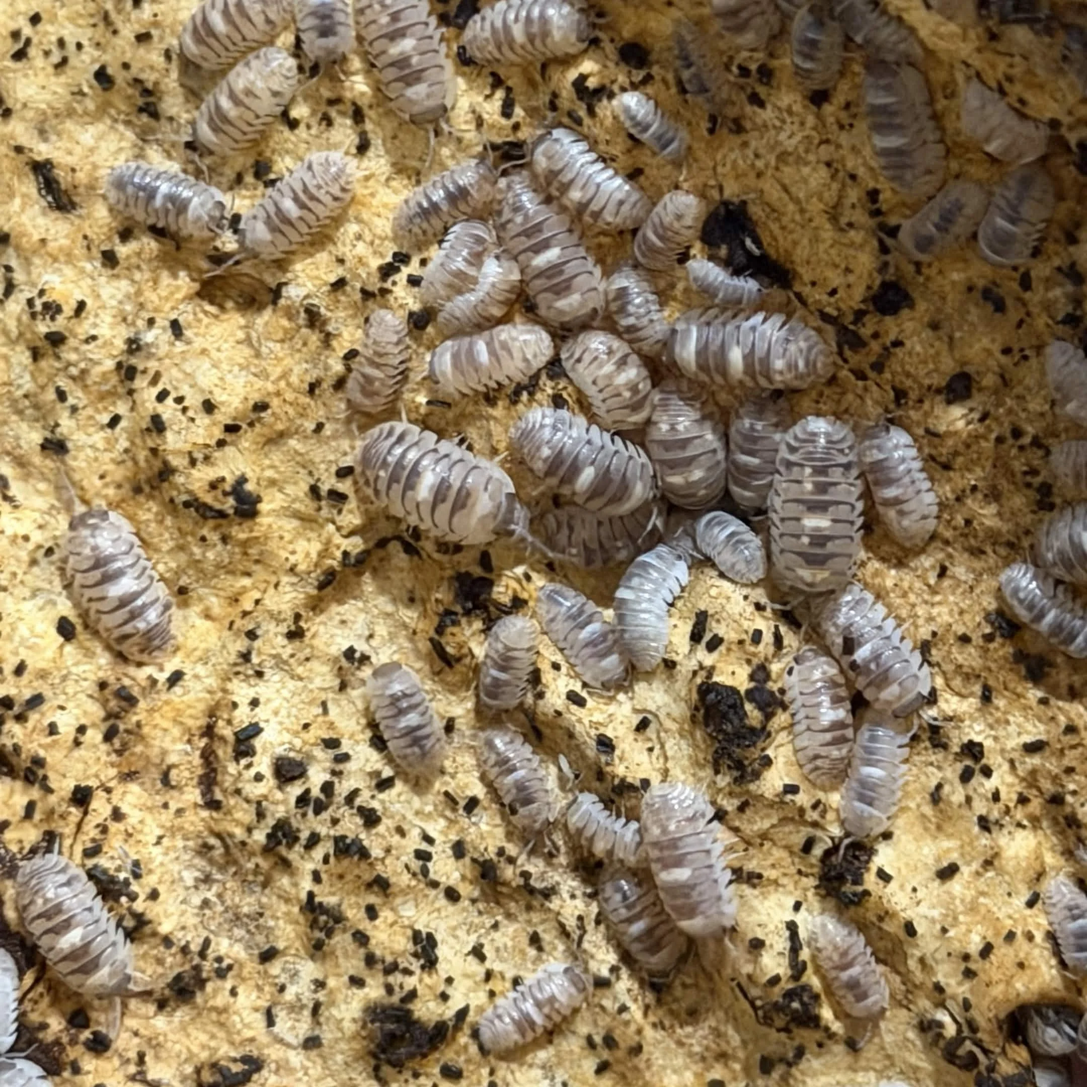 Marbleized Isopods