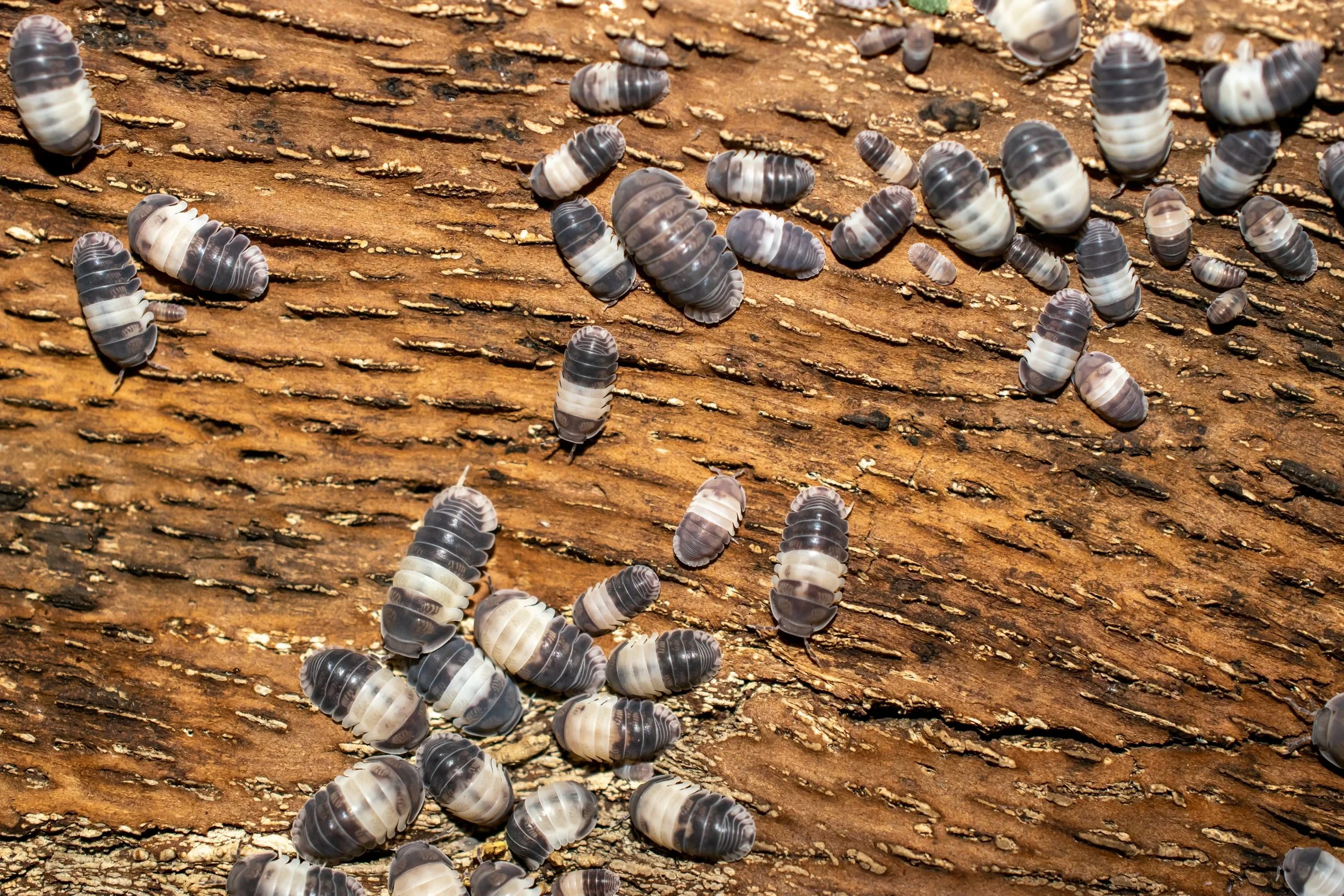 Creepy crawlys-12.jpeg