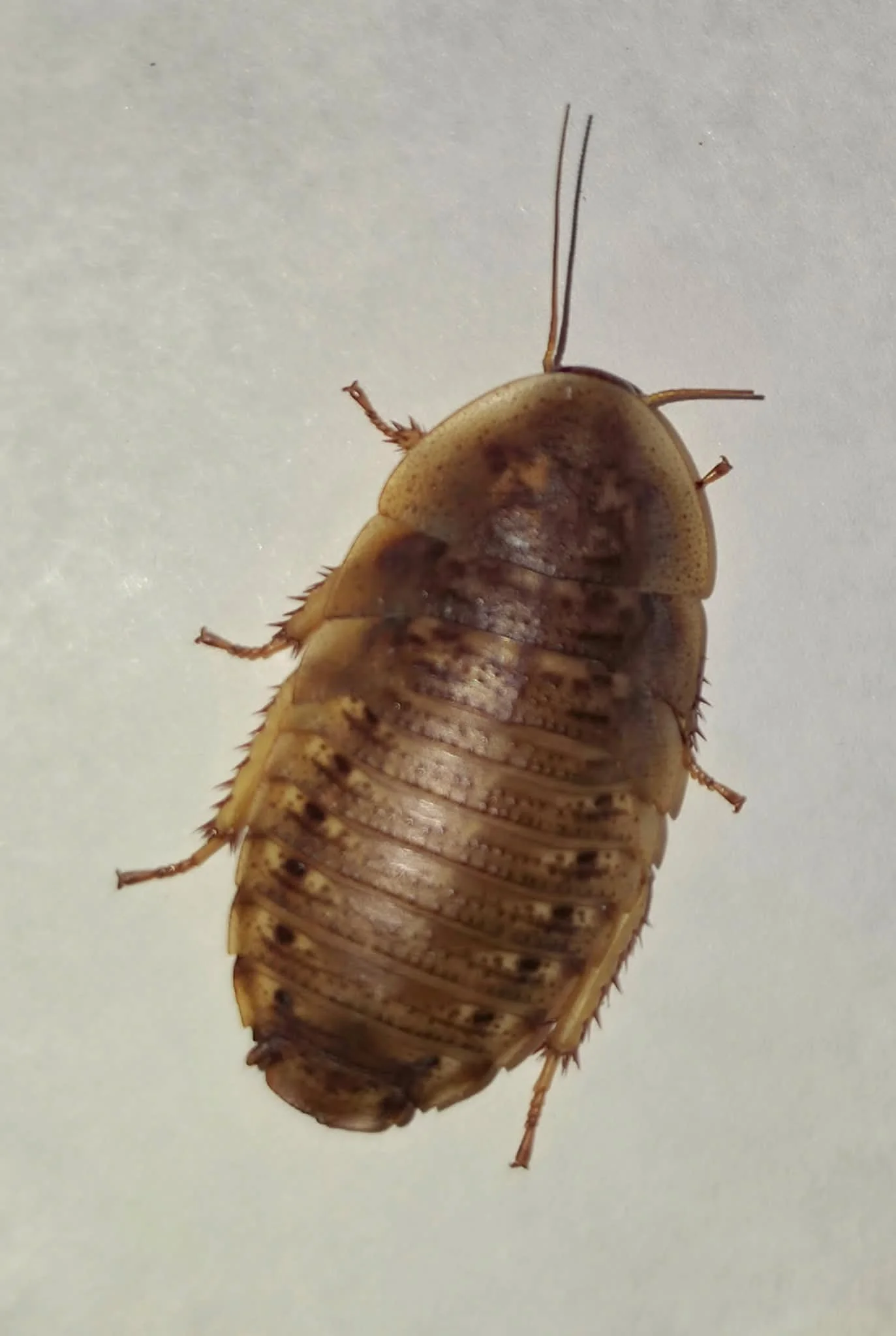 20260707_174844.jpg (Copy)
