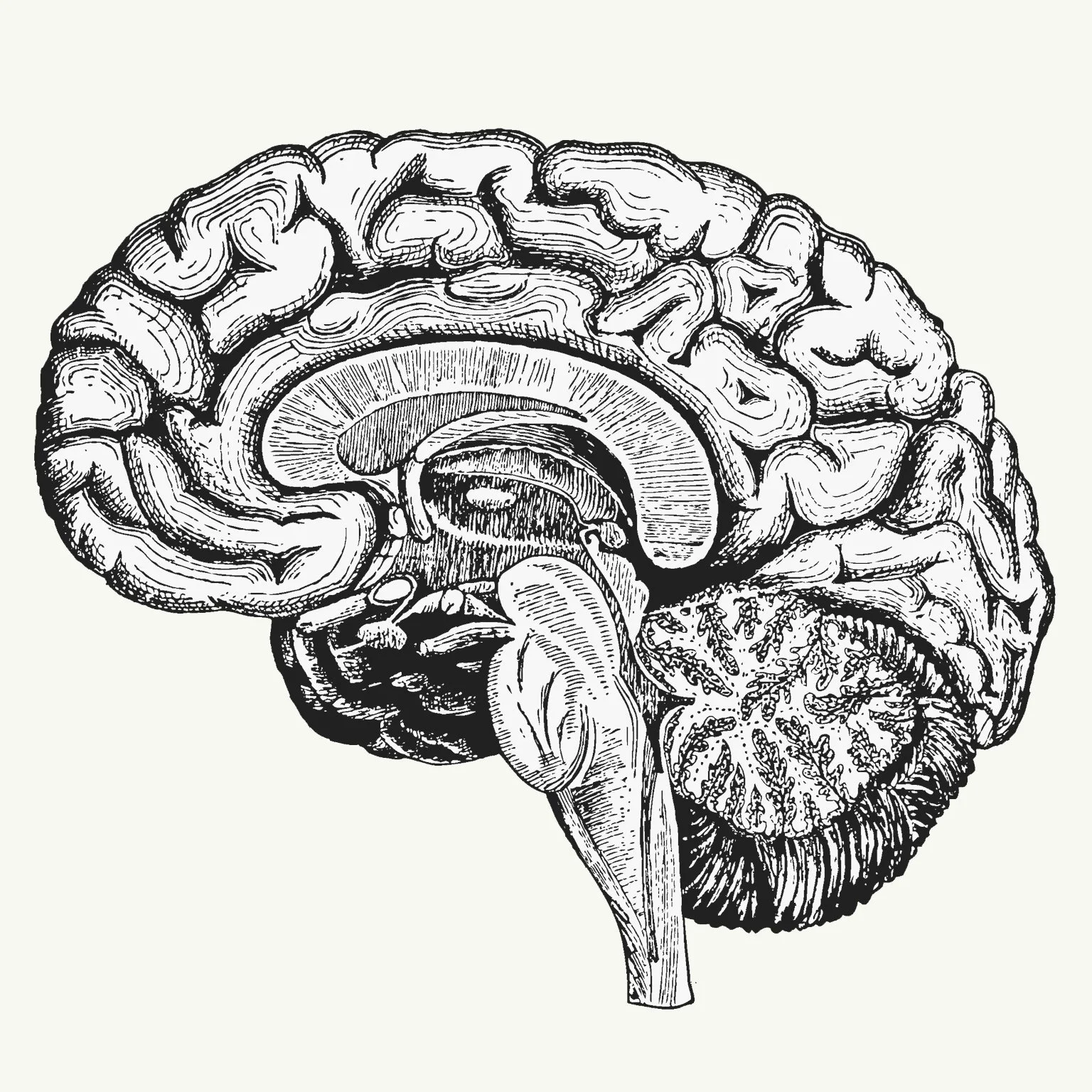 brain-illustration-side-new.jpg