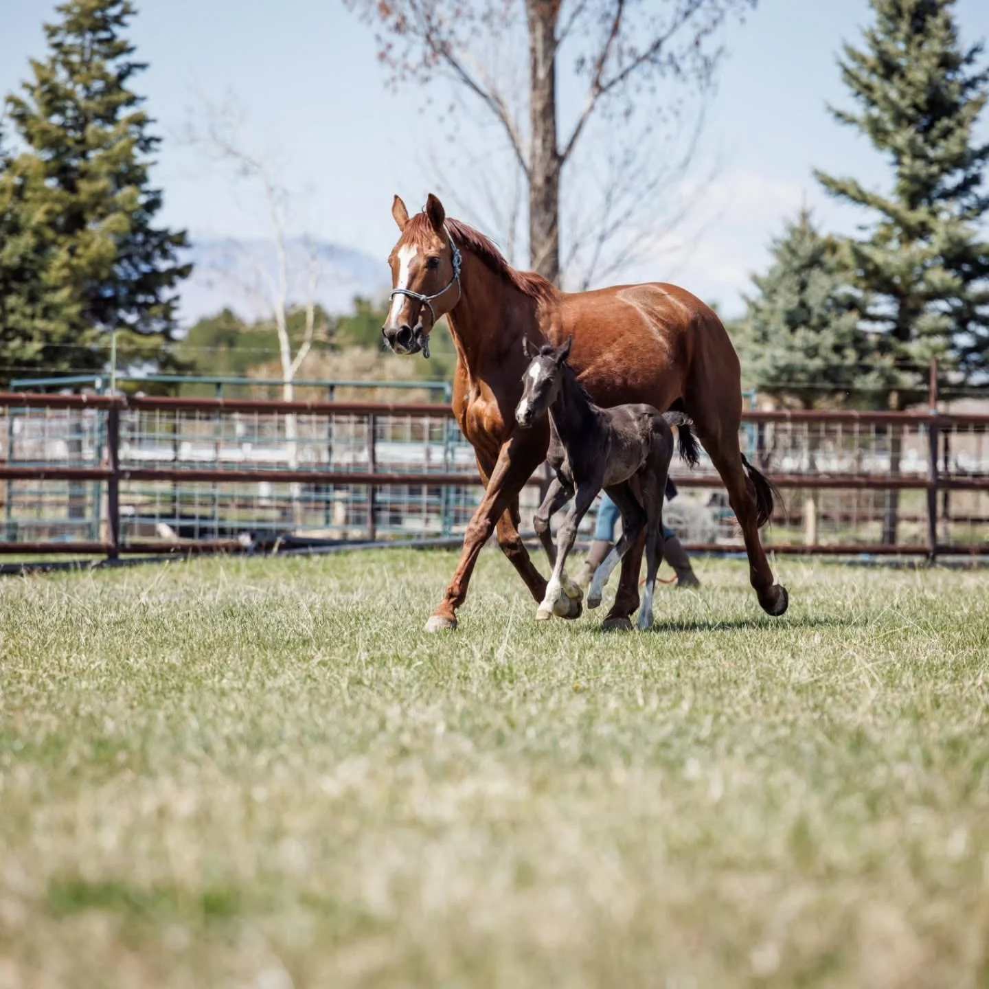 &ldquo;Grief is not the end of love; it is its continuation of energy. It is the way love reshapes itself when form changes.&rdquo;

In the next few days, Clara will be returning home to her own farm &mdash; back to her herd, her familiar fields, and