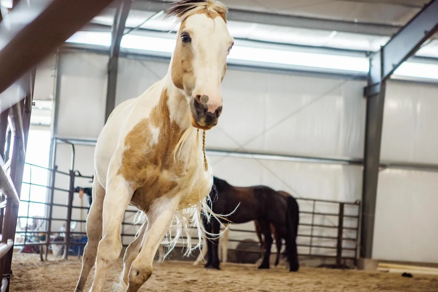 The human brain survives by prediction; once fear is learned, it is never forgotten. Shifting perspective means seeing those predictions as information. Horses like Swayze remind us: they may spook, they may run &mdash; but if we stay present, the fl