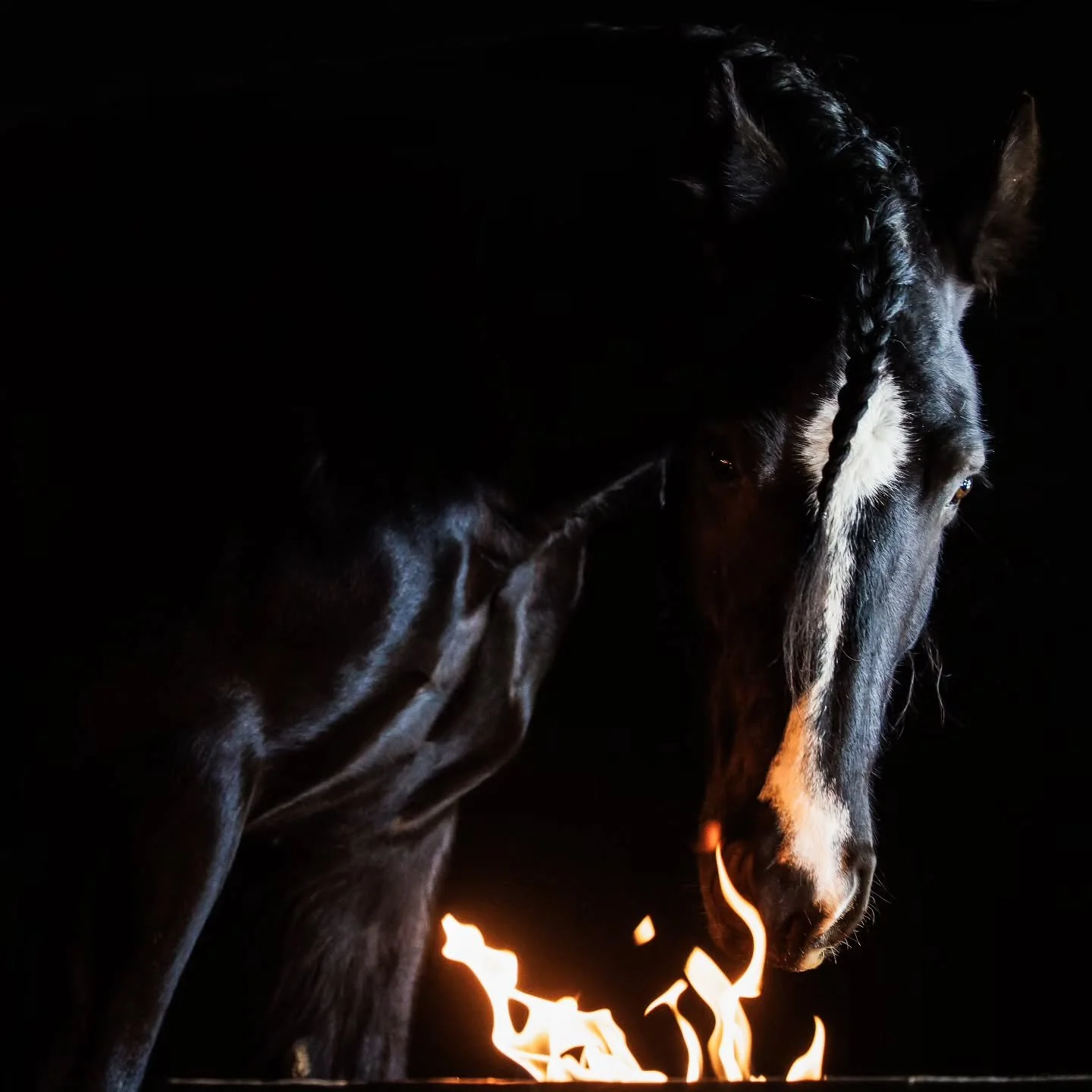 As I watch the intensity of this horse burn brighter,
I think about the privilege of having space to burn. To move, to express, to be fierce without consequence.

And in a world that keeps getting louder, faster, hotter,
I keep coming back to this...