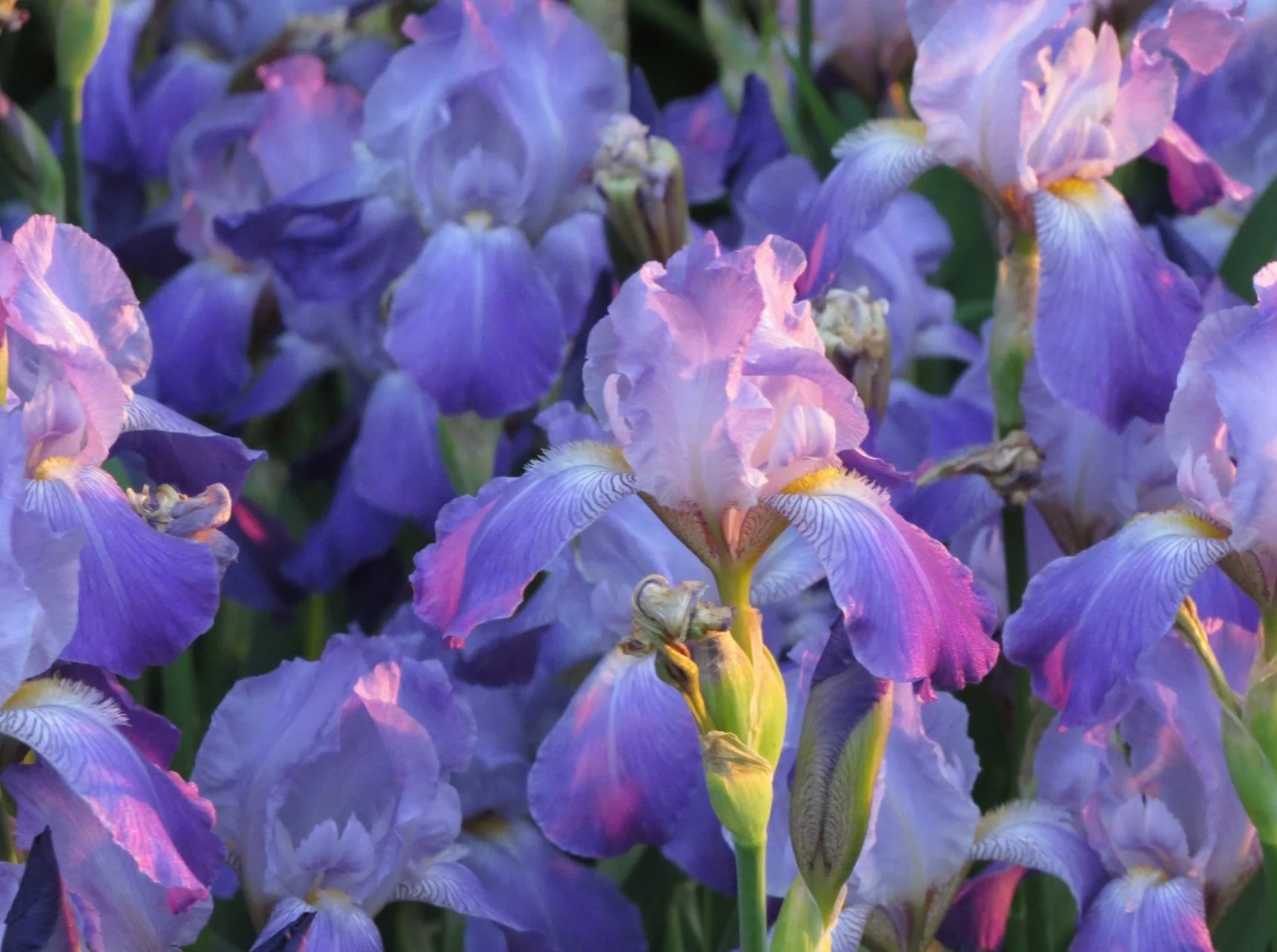 Acupuncture + Hypnotherapy = hypnopuncture faq