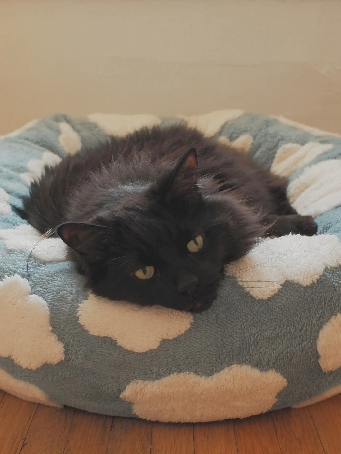 Last Monday I had to send my partner in crime to the other side. I can&rsquo;t believe how fast the past 11 years have gone in so many ways, but especially in all the ways that Poe and I quite literally have grown up together. He&rsquo;s been my conf