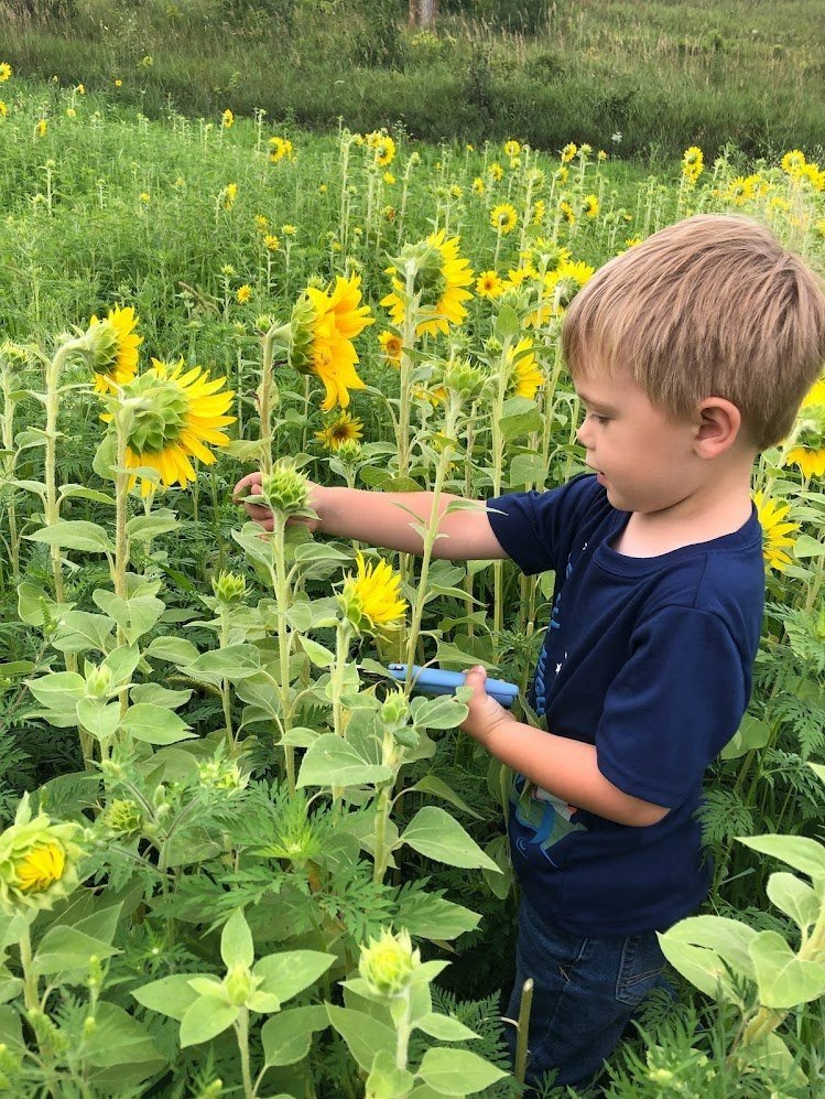 sunflower+field+2021+2.jpg