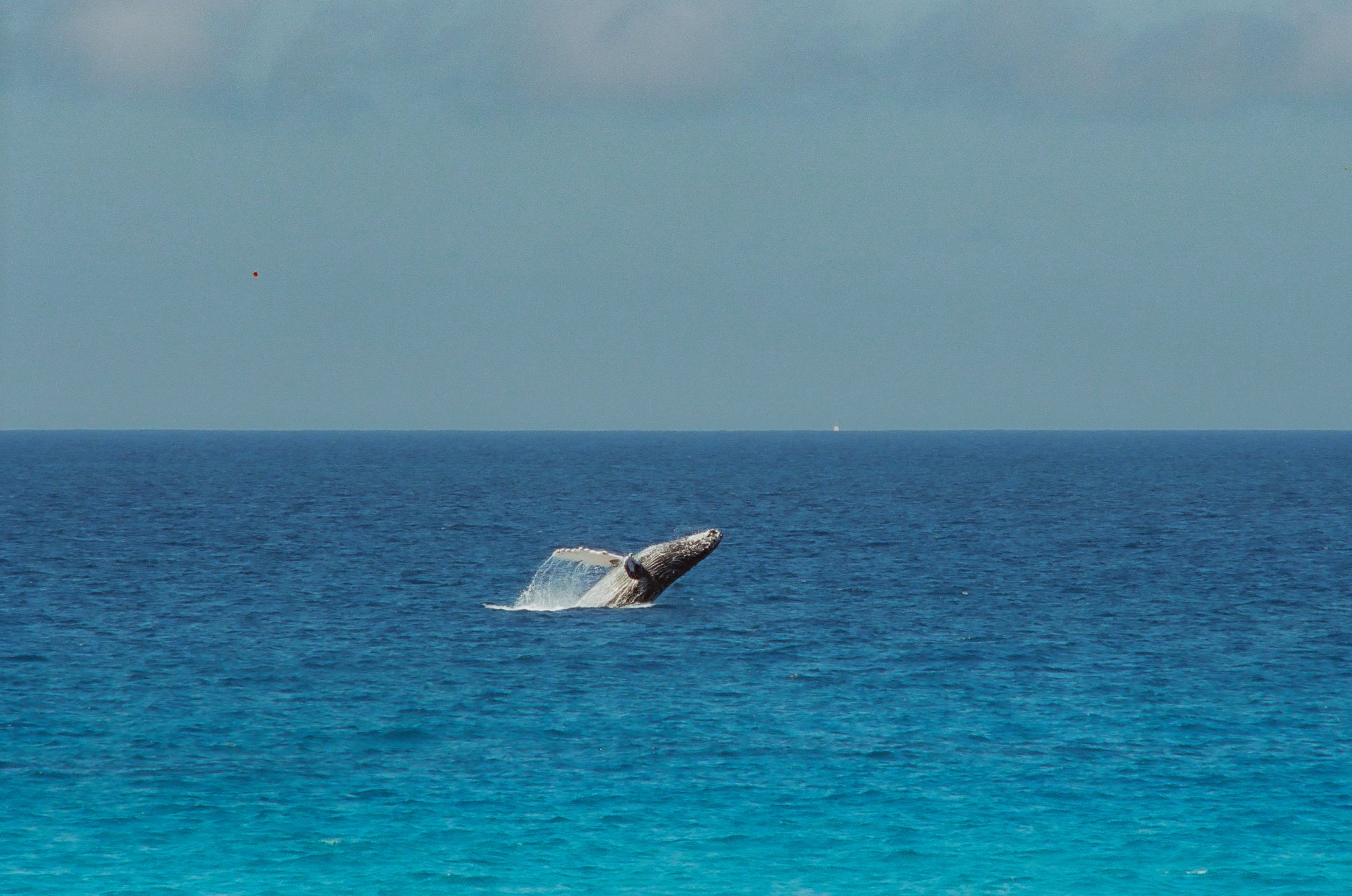 humpback whale breach
