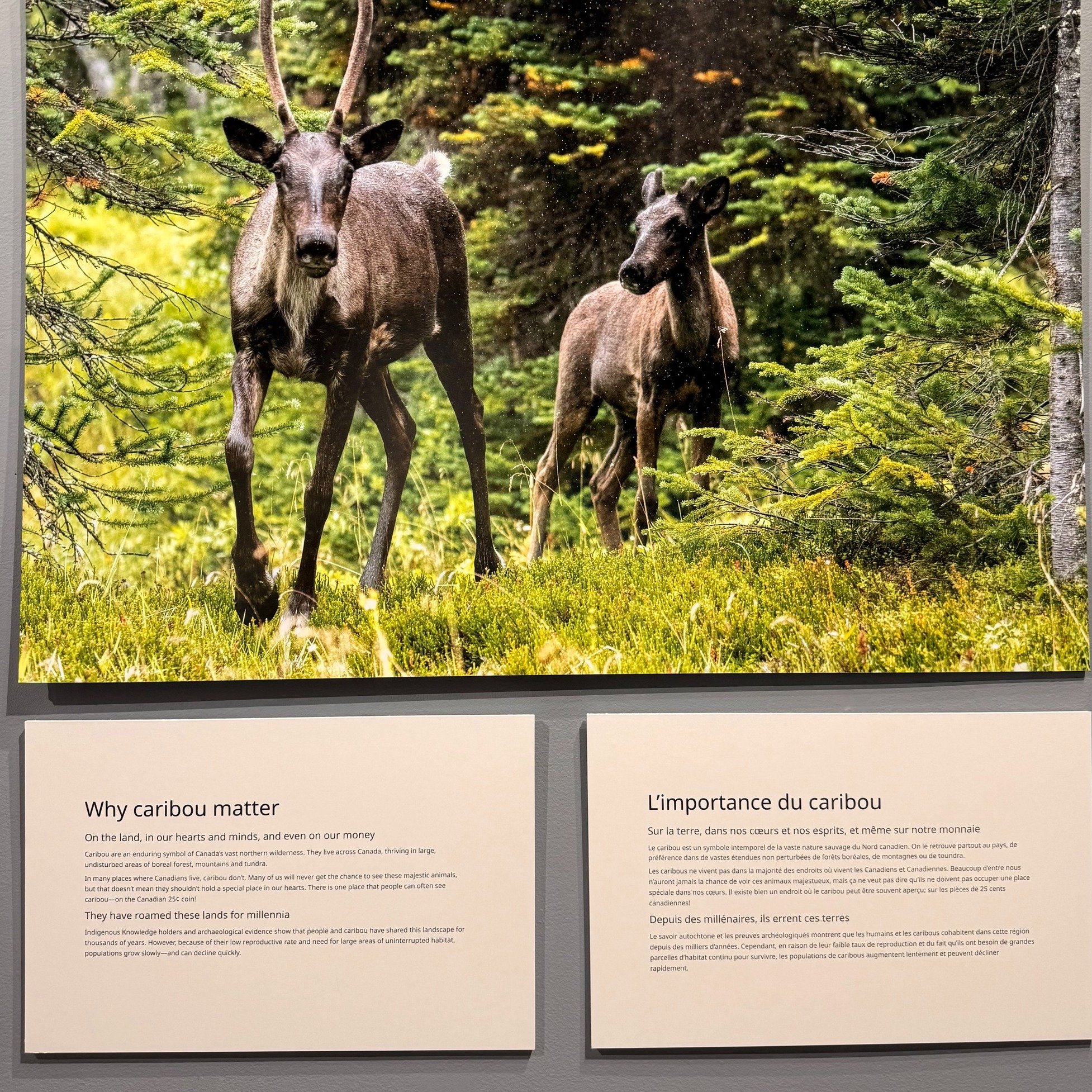 Yesterday, we visited the @jasper.museum  with our ESL students to explore the Caribou exhibition.

A Parks Canada officer guided us through the exhibit and explained WHY CARIBOU truly MATTER!

It was a short but meaningful learning experience about 