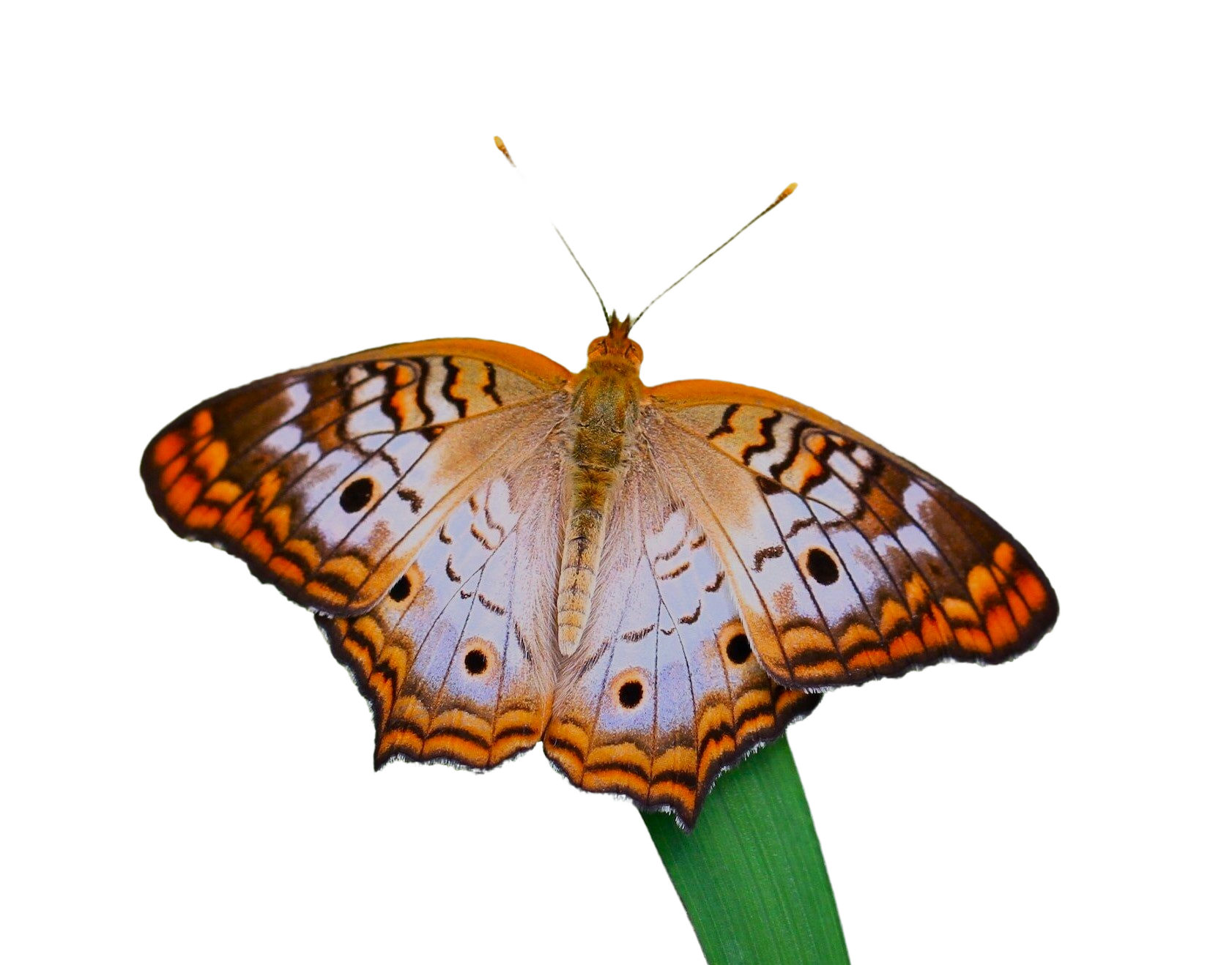 butterflycutout1.png