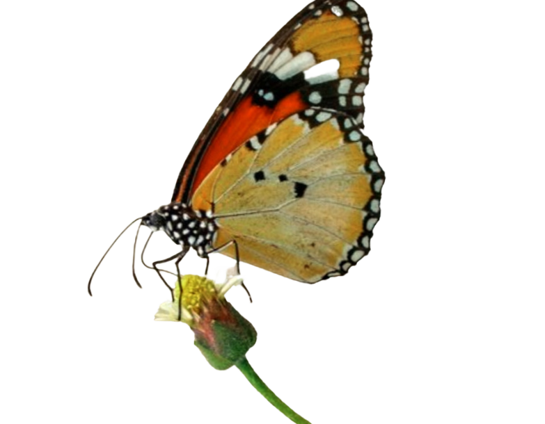 butterflycutout 4.png