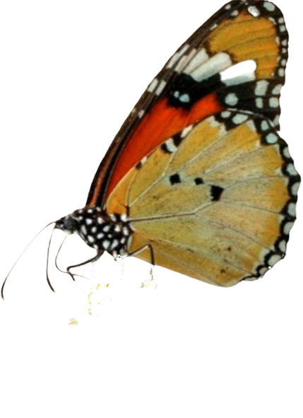 butterflycutout 3.png