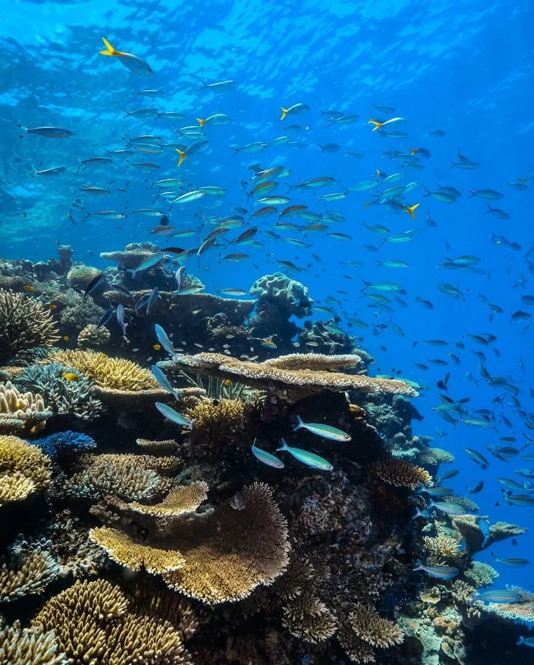 Calypso Reef Cruises