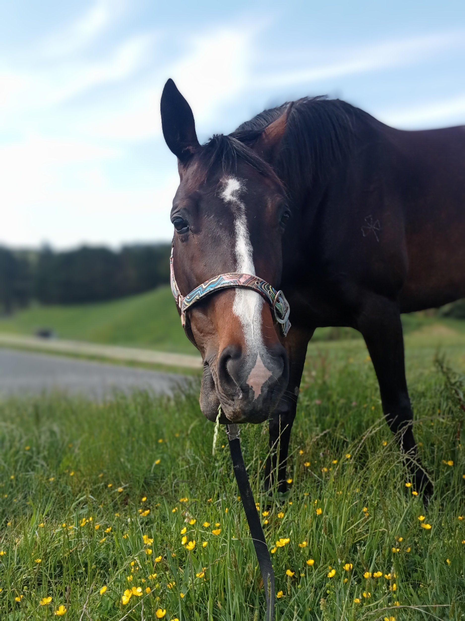 Close-up of a brown and white horse standing in a grassy field with yellow flowers, wearing a colorful halter, under a blue sky with some clouds.
