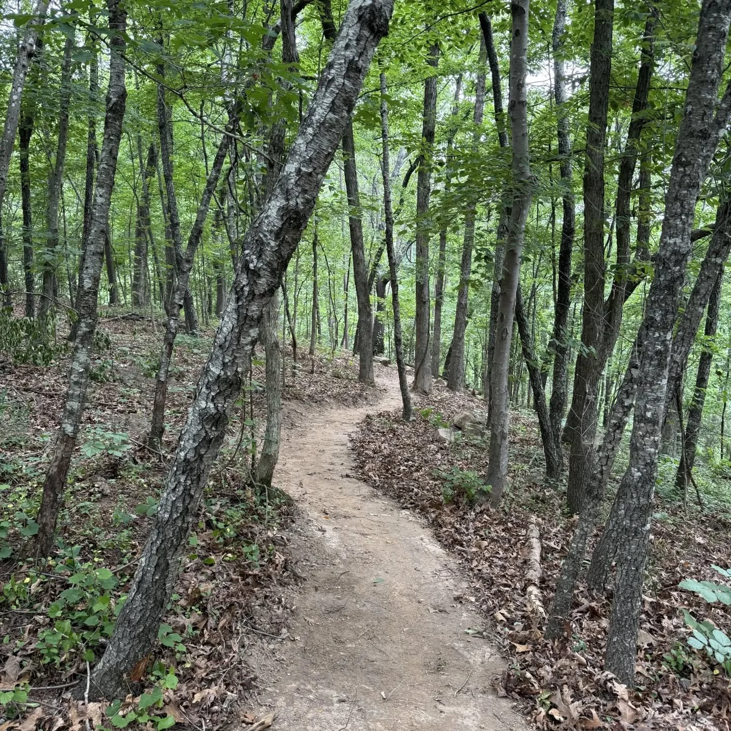 Beautiful multiuse neighborhood trails in Russellville, Arkansas. Huge thanks to @affordabletrailsolutions for having us out!! 
@nomadtrailsdevelopment 
@protrailbuilder 
#nomadtrailsdevelopment #trailbuilding #trailbuilder #arkansastrails #buildsust