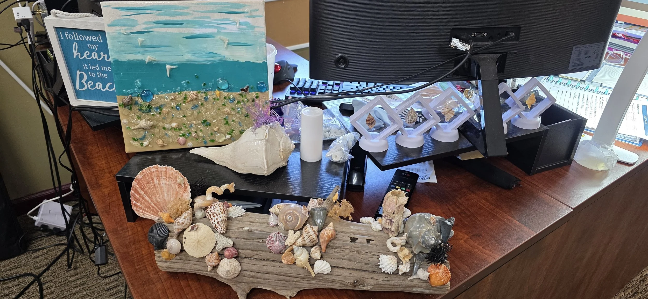 Second favorite project! The very first driftwood I every collected with some of my favorite shells and teeth mounted. All of this on my desk to remind me why I do what I do!