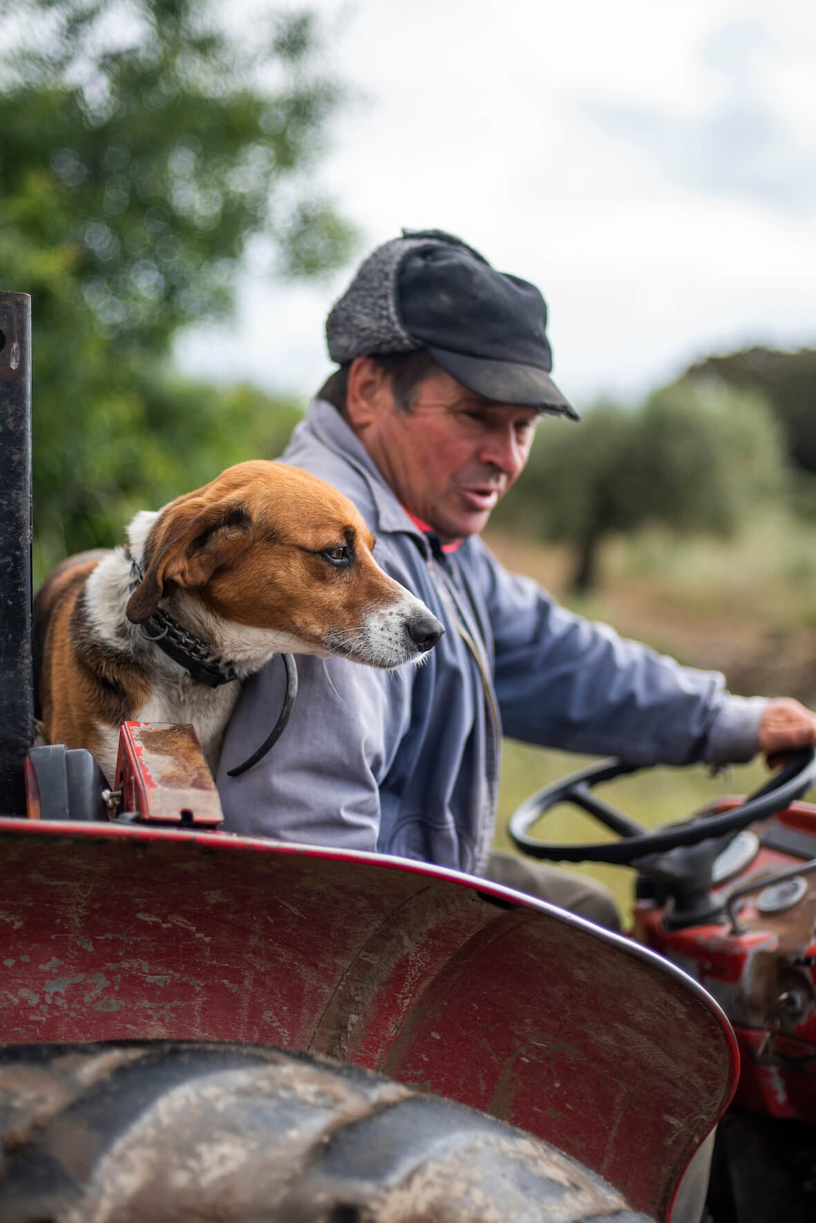 reigado farm portugal tractor and dog