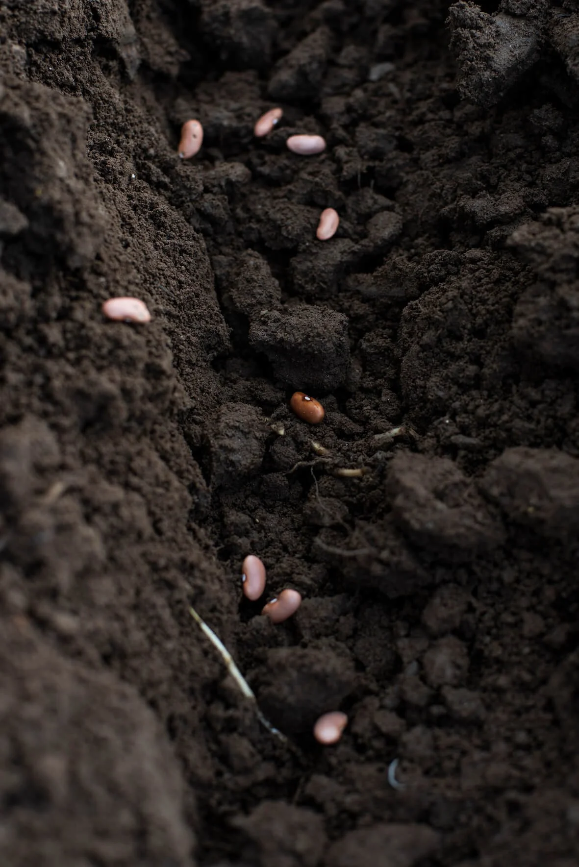 reigado farm portugal planting beans