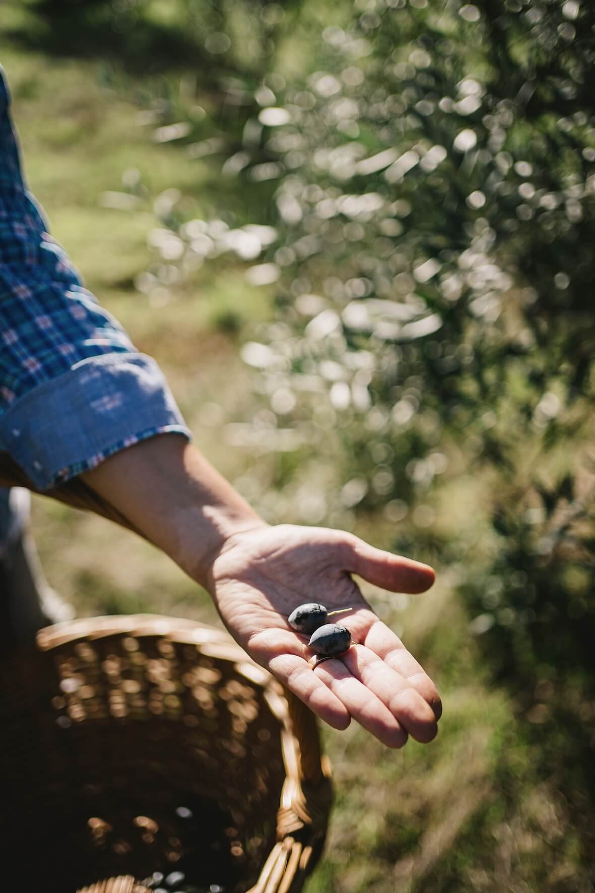 passeite farm, portugal, hand harvesting olives