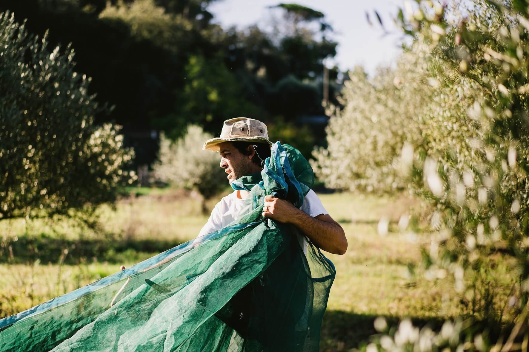 passeite farm, portugal, harvesting with nets