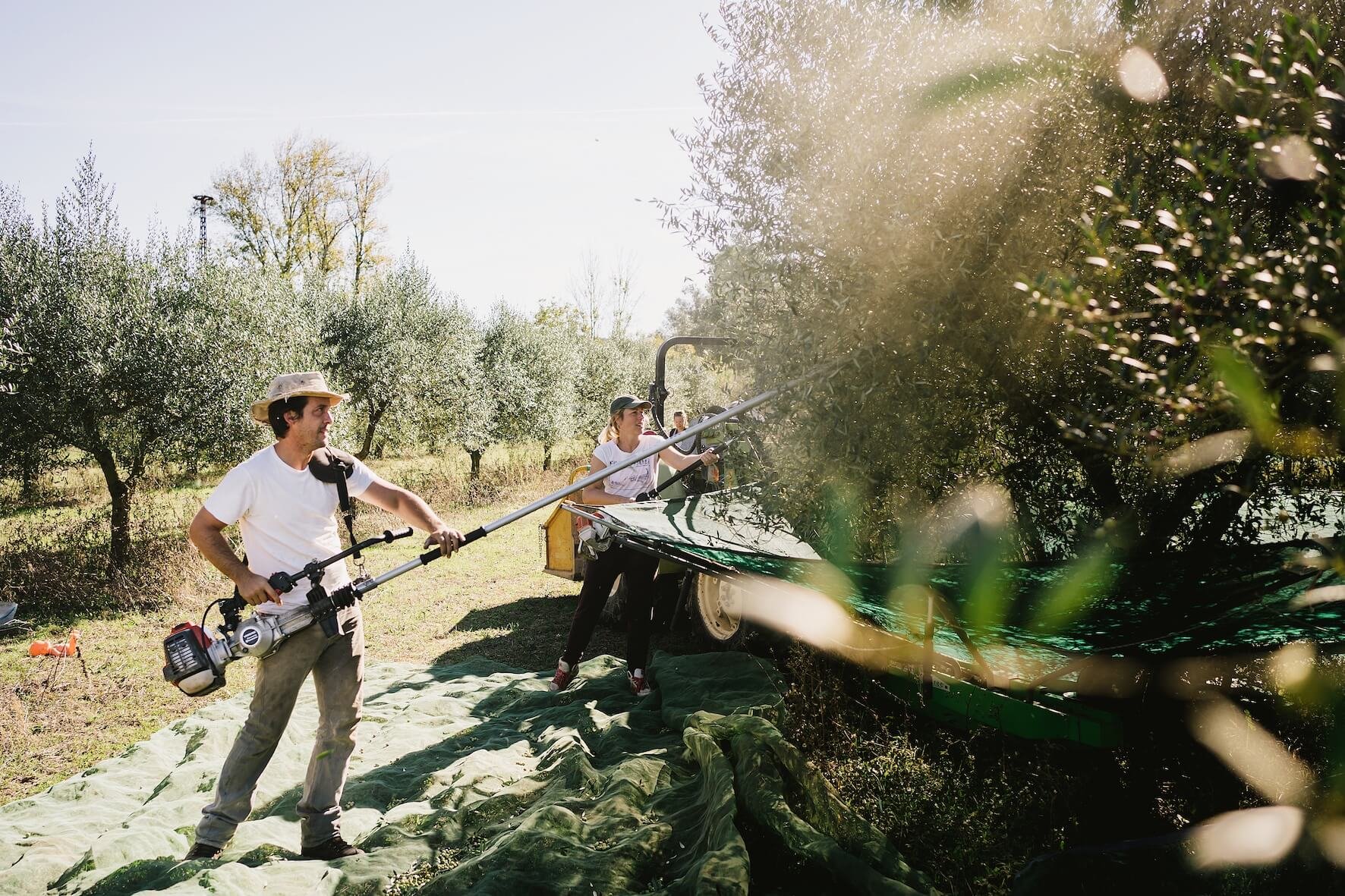 passeite farm, portugal, harvesting olives with power tools