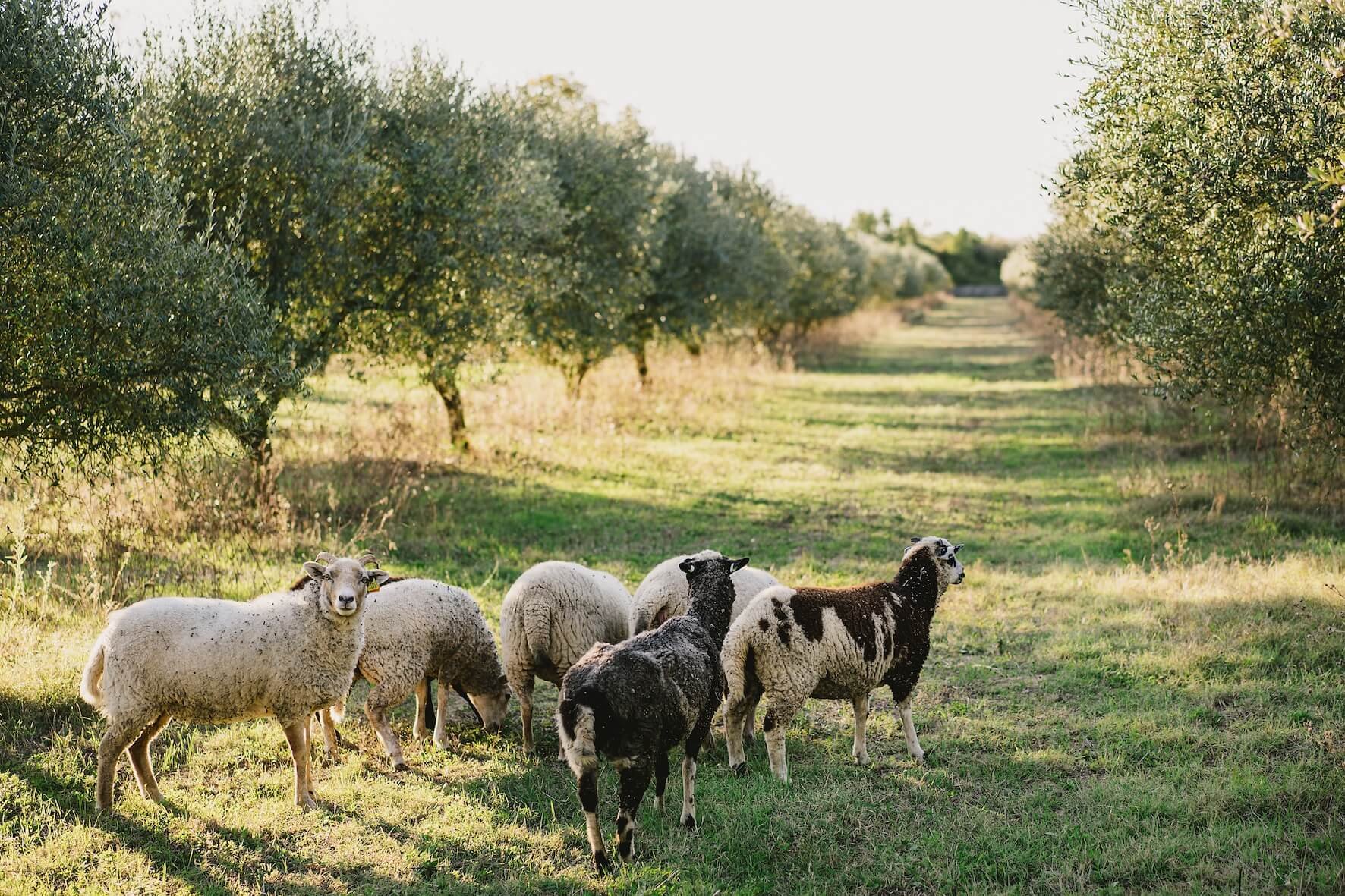 passeite farm, portugal, sheep for grazing in olive groves
