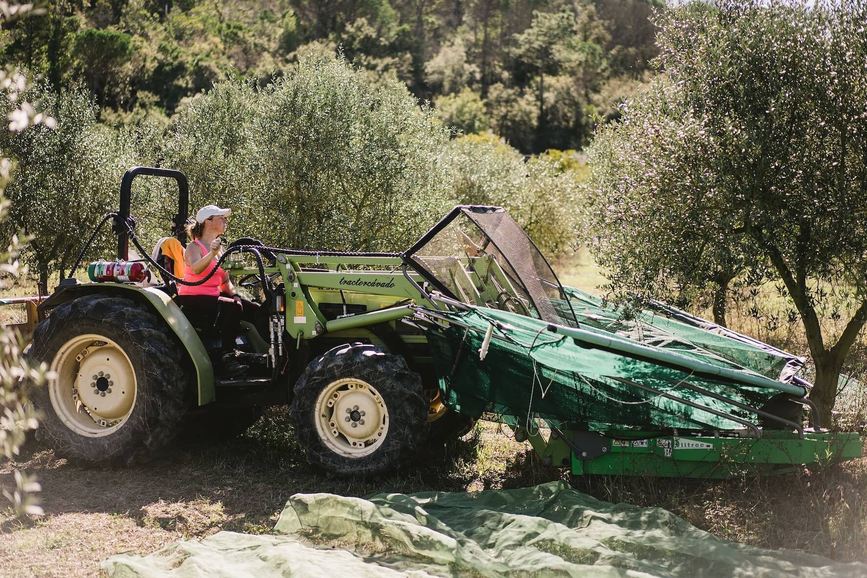 passeite olive oil, portugal, harvesting olives with machine
