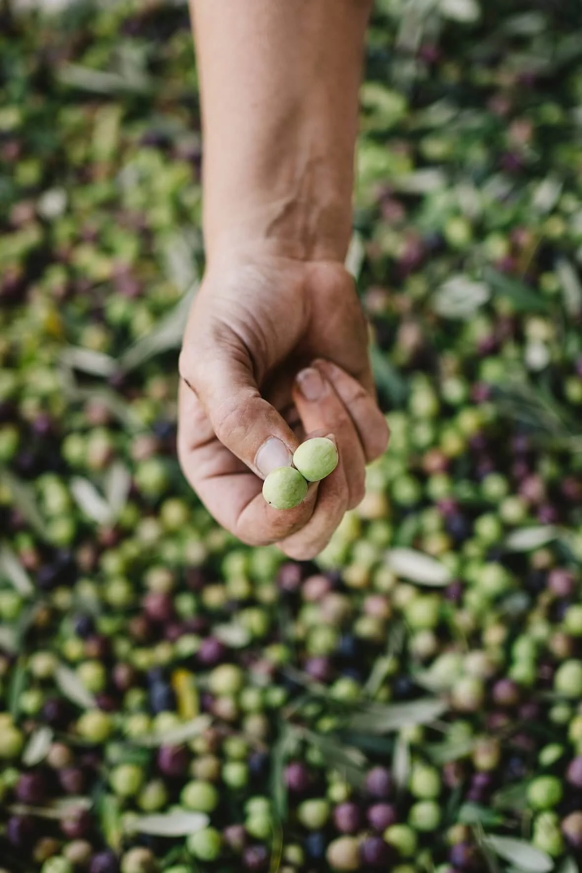 passeite olive oil, portugal, olives just harvested