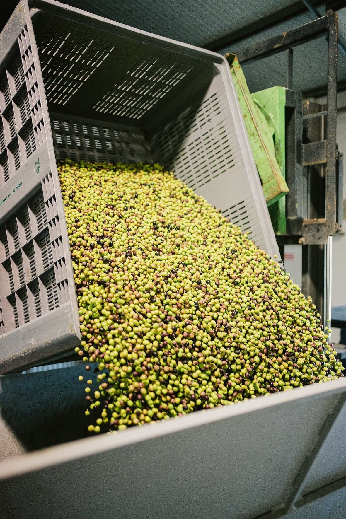 passeite olive oil, portugal, olives delivered to the mill