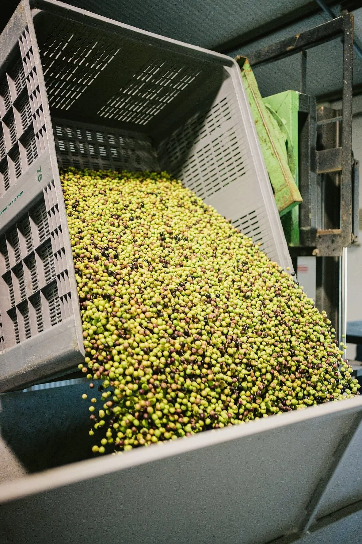 passeite olive oil, portugal, olives delivered to the mill
