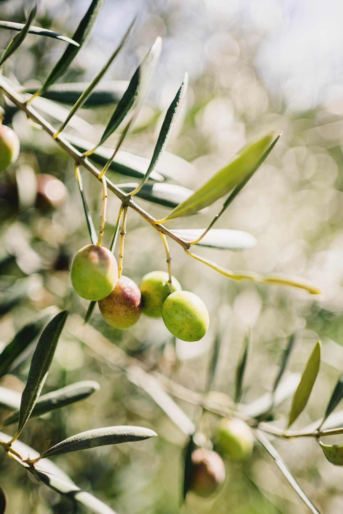 passeite farm, portugal, olives on branch