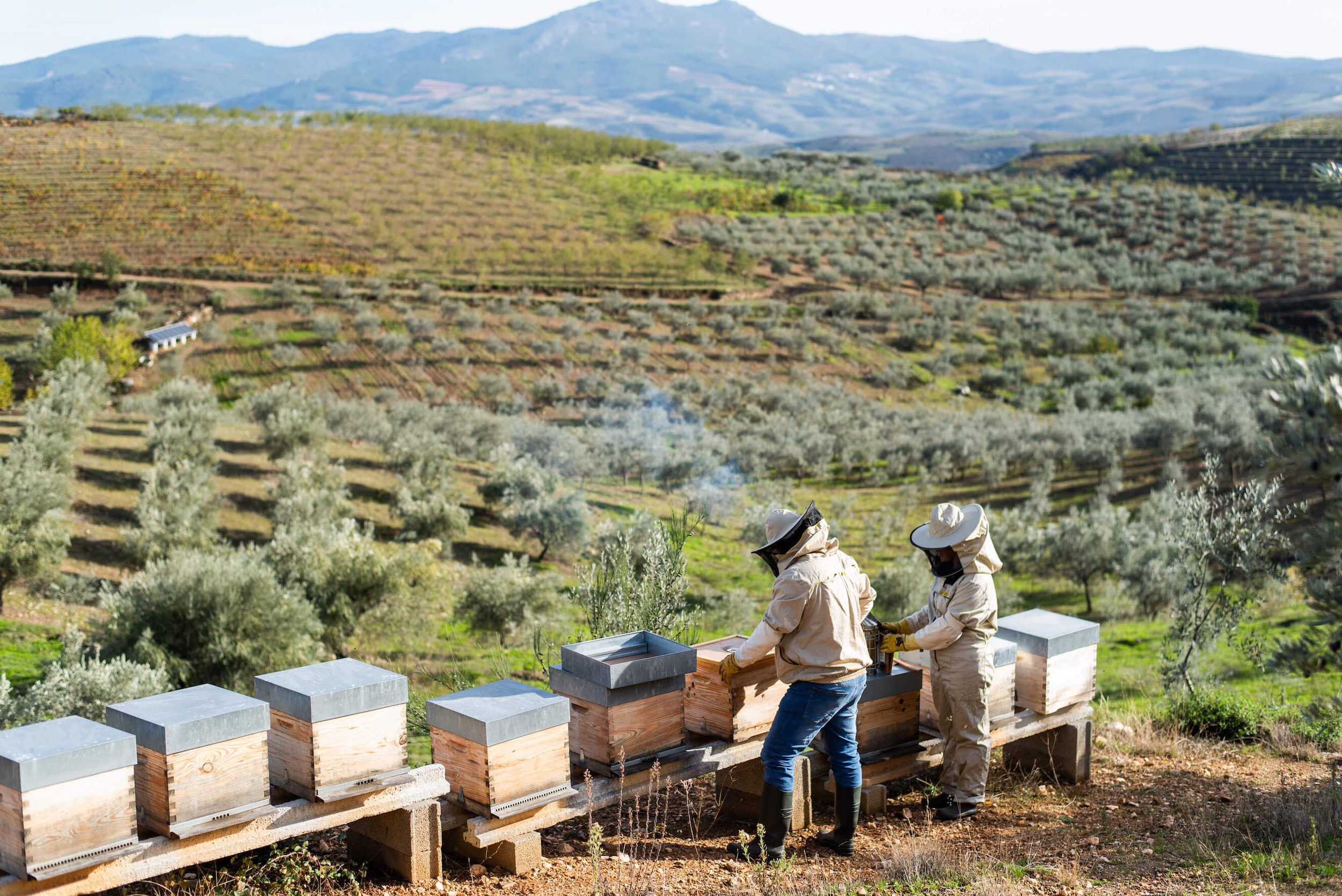 Éme Beekeepers hives