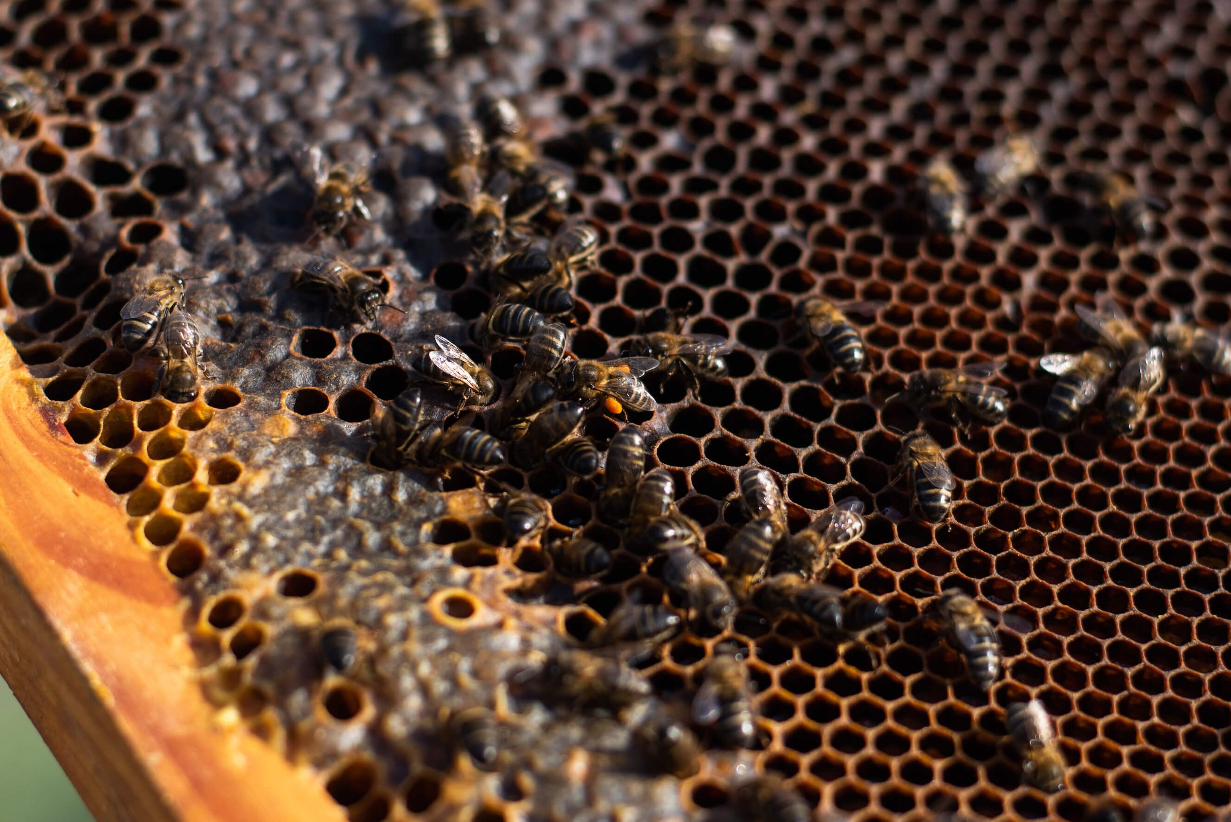 Éme Beekeepers bees