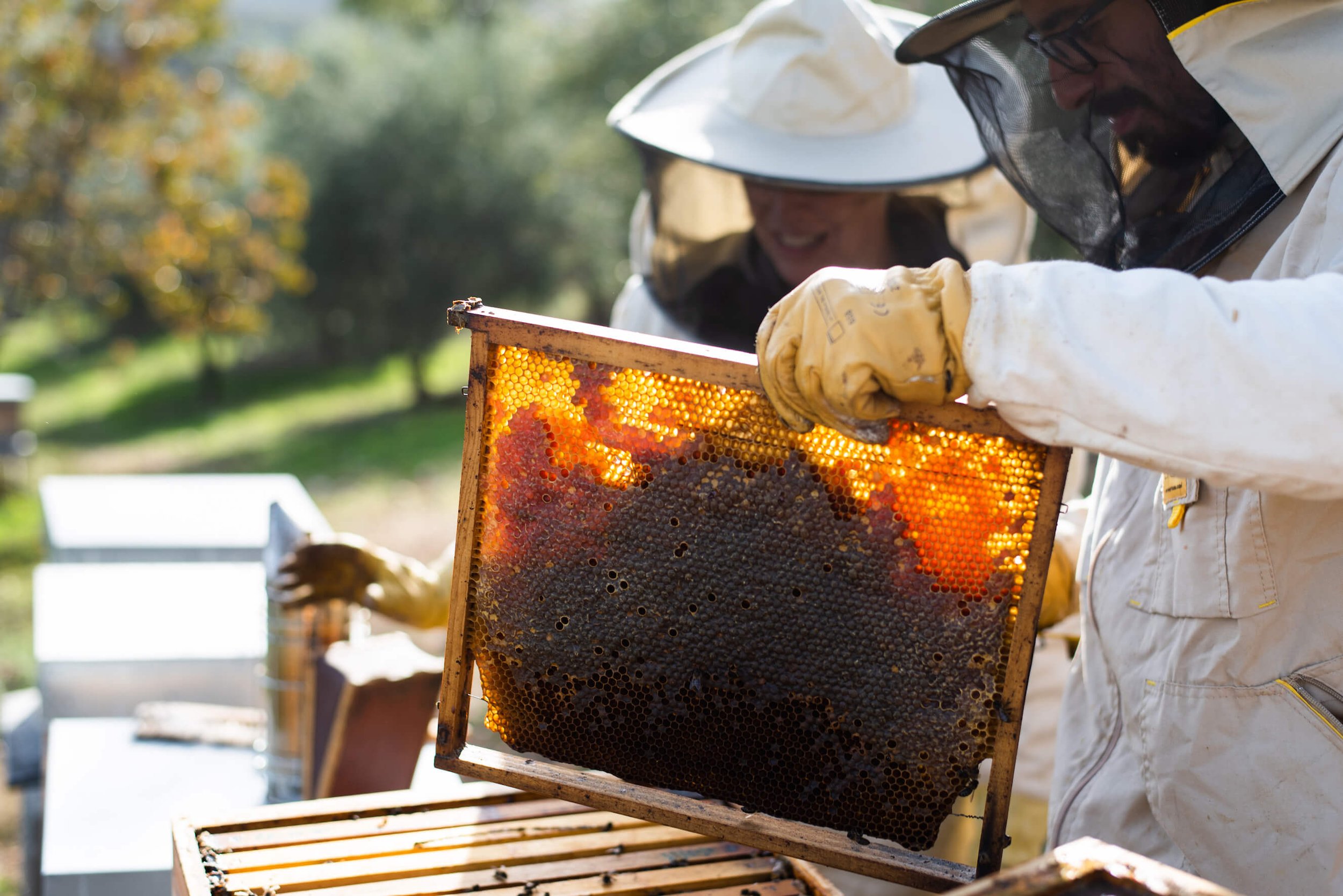 Éme Beekeepers honeycomb