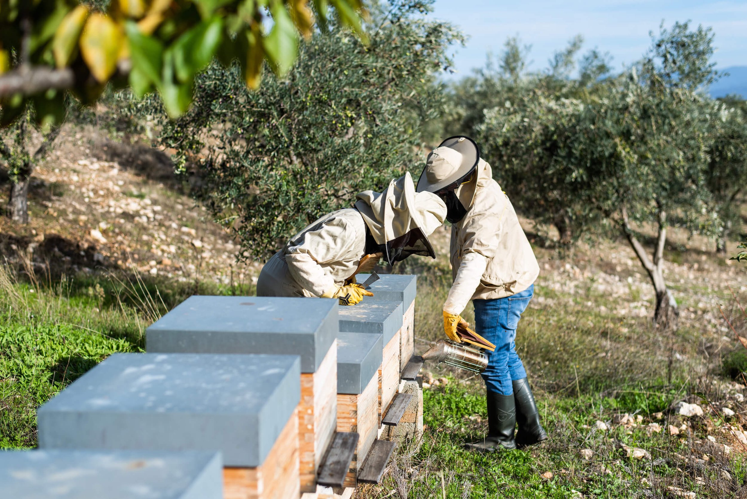 Éme Beekeepers checking the hives