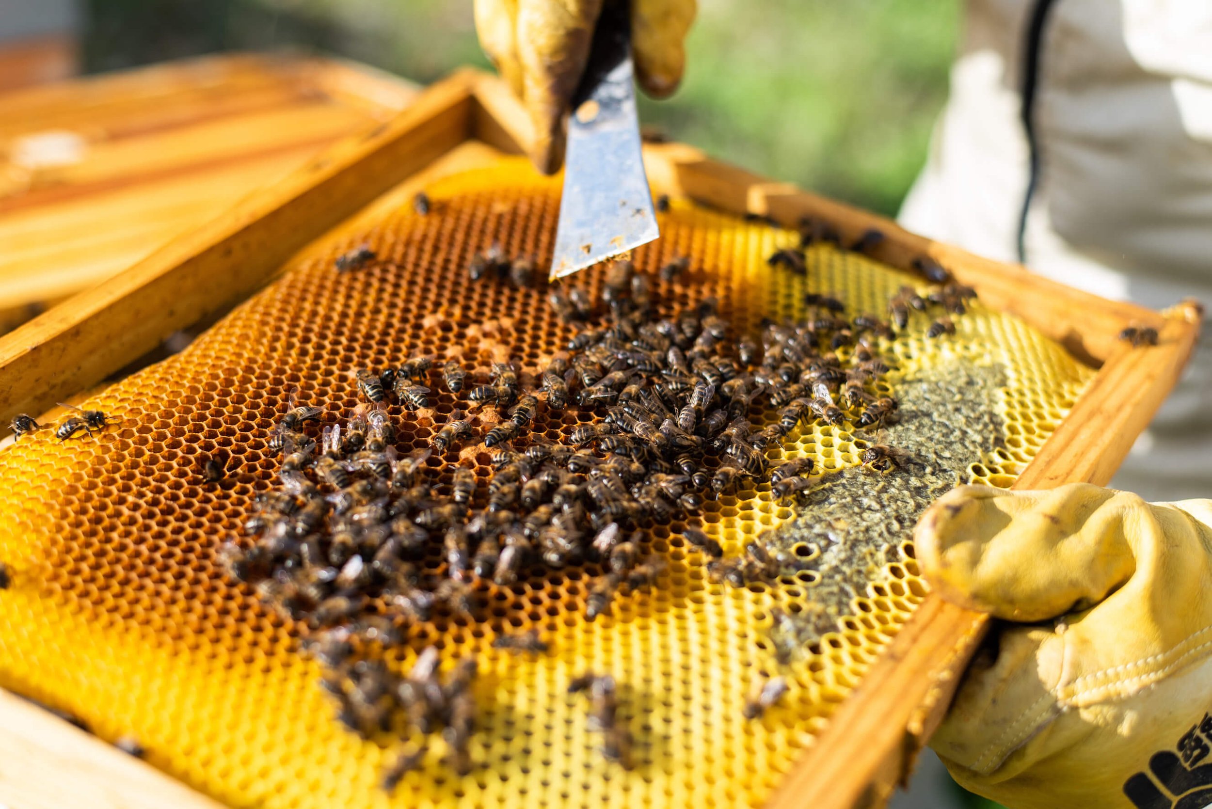 Éme Beekeepers honey comb