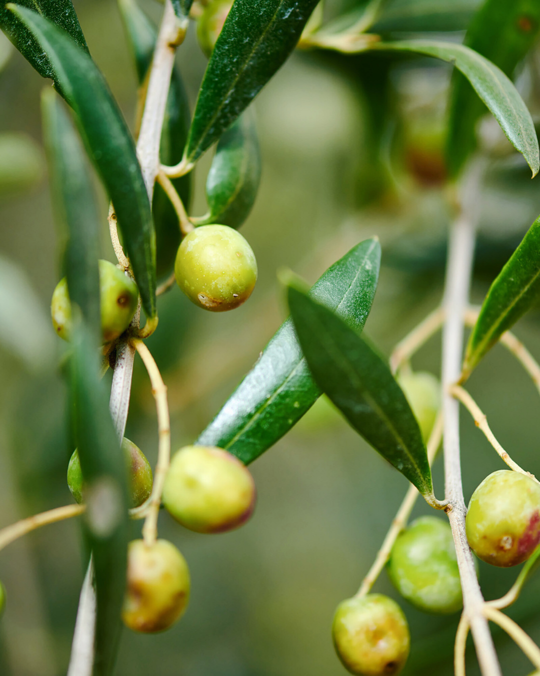 Olives of Alhema EVOO New Dawn Traders olive oil from Hacienda Queiles